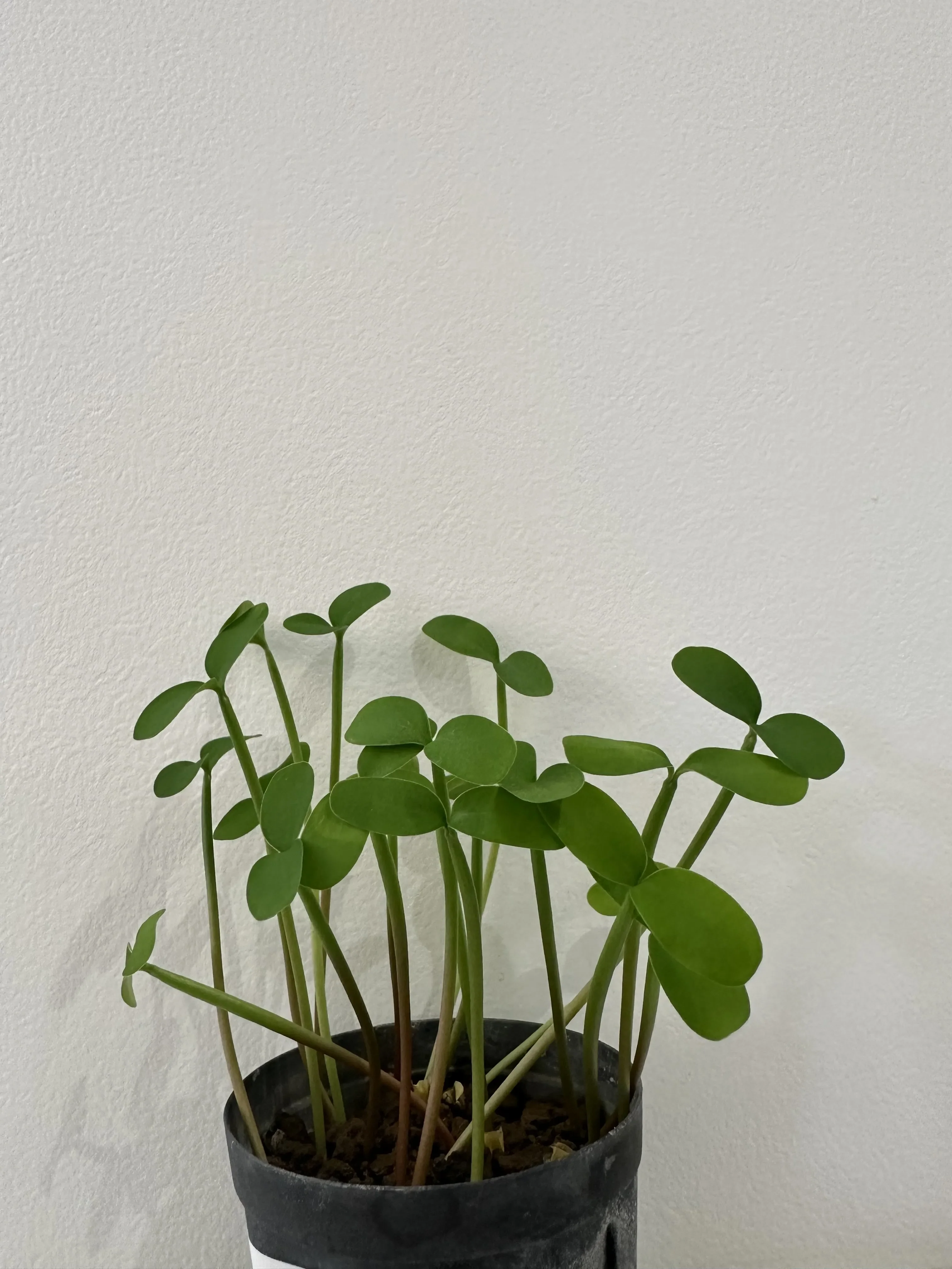 Euphorbia tirucalli (ユーフォルビア ティルカリー)