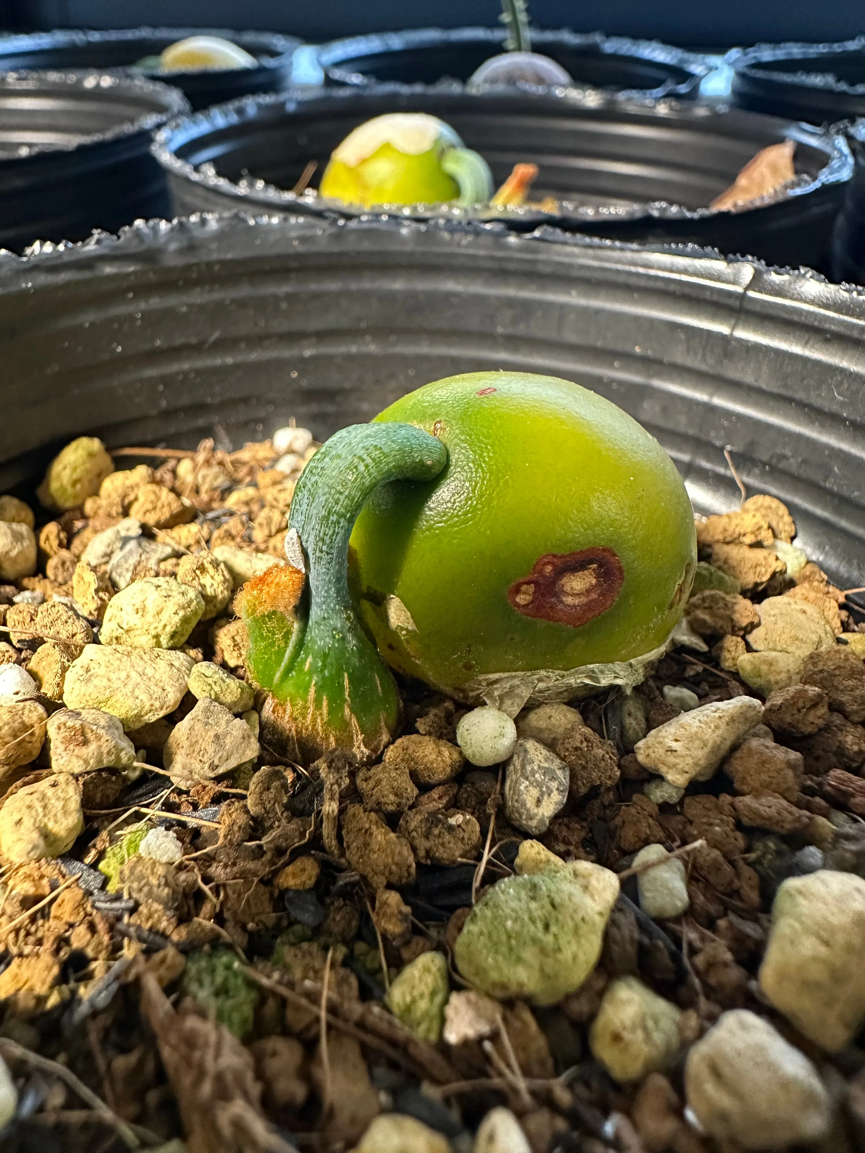 Cycas platyphylla (サイカス プラティフィラ)