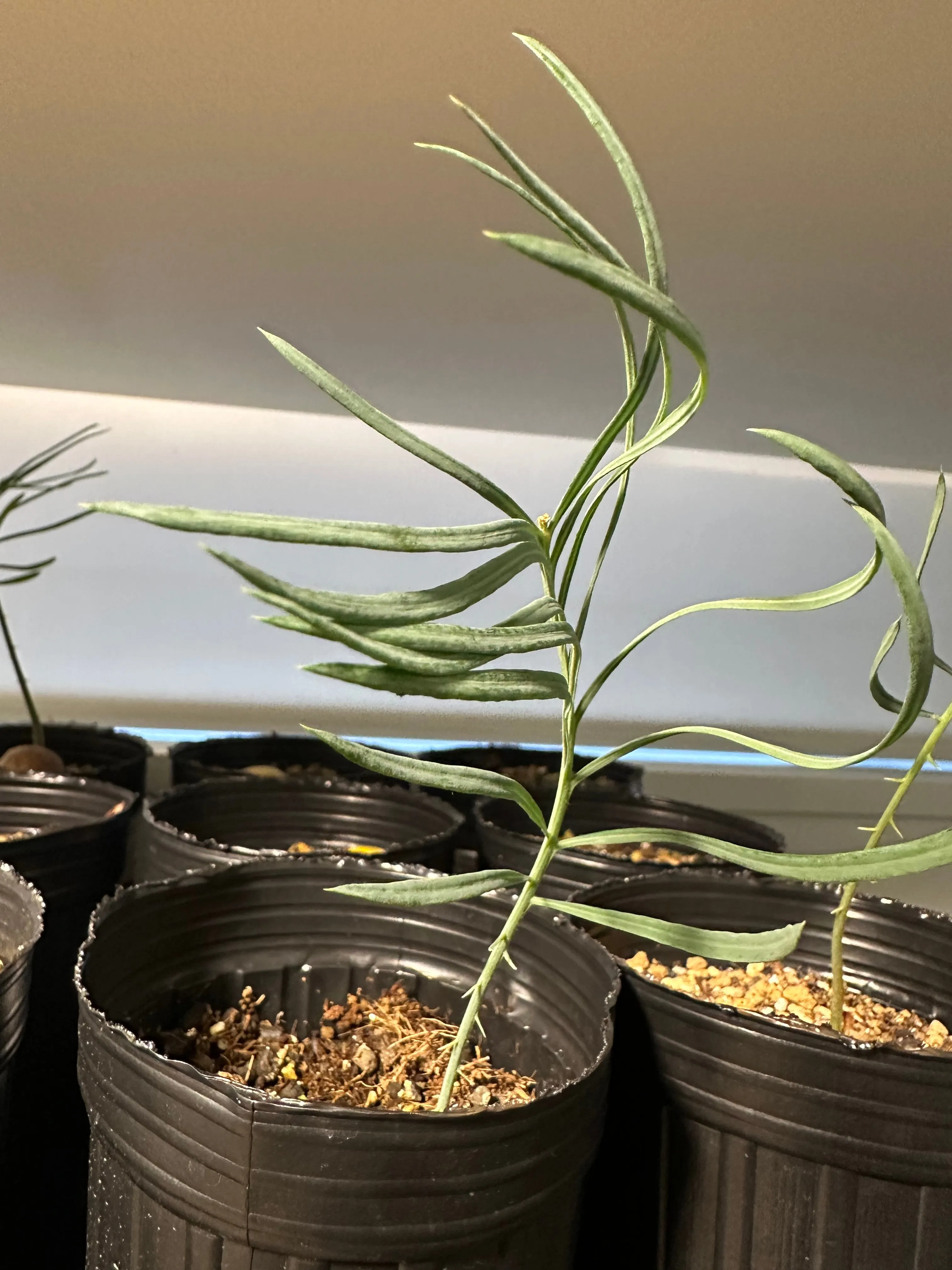 Cycas cairnsiana (サイカス カイルンシアナ)