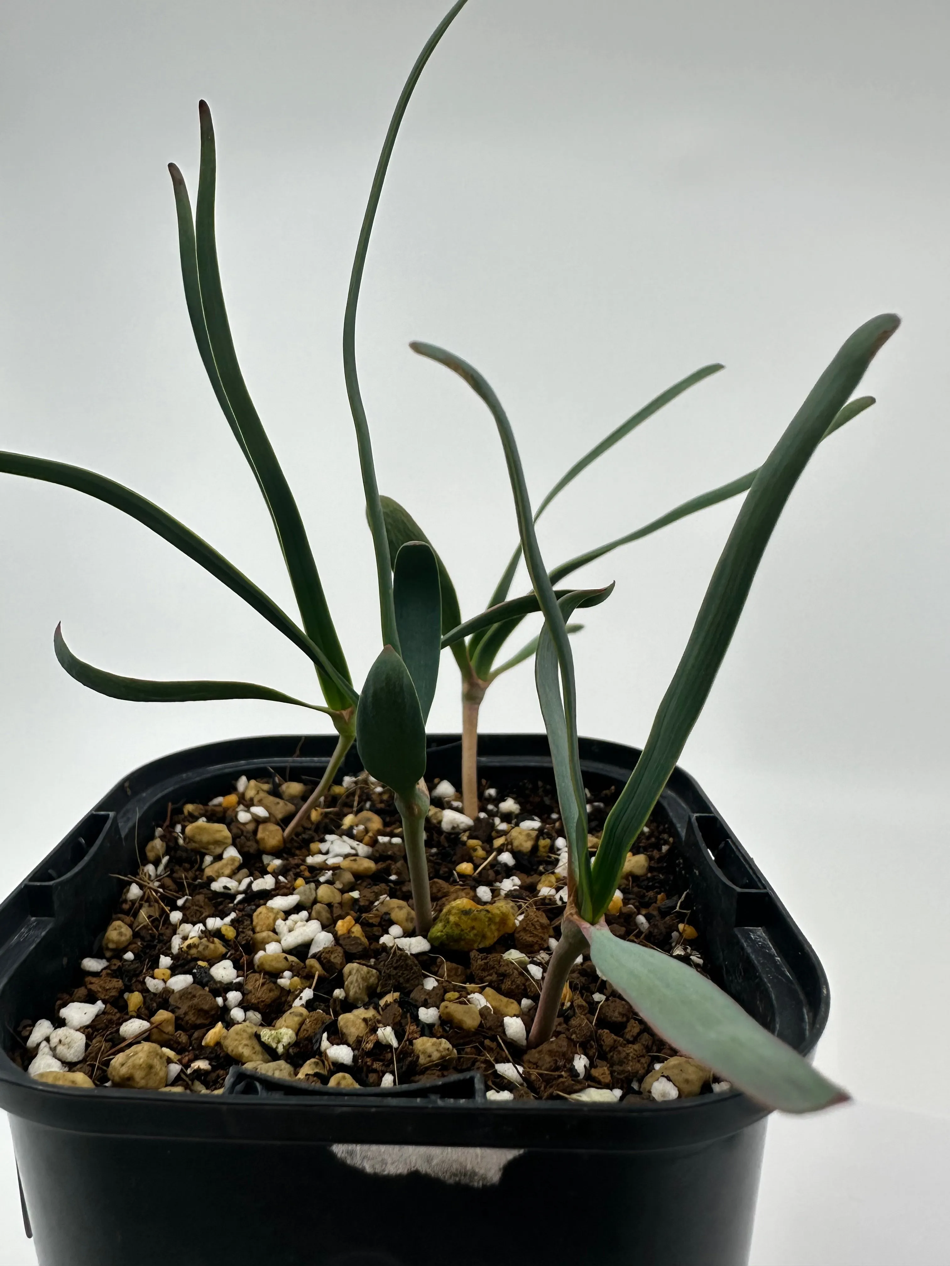 Welwitschia mirabilis (ウェルウィッチア ミラビリス 奇想天外)