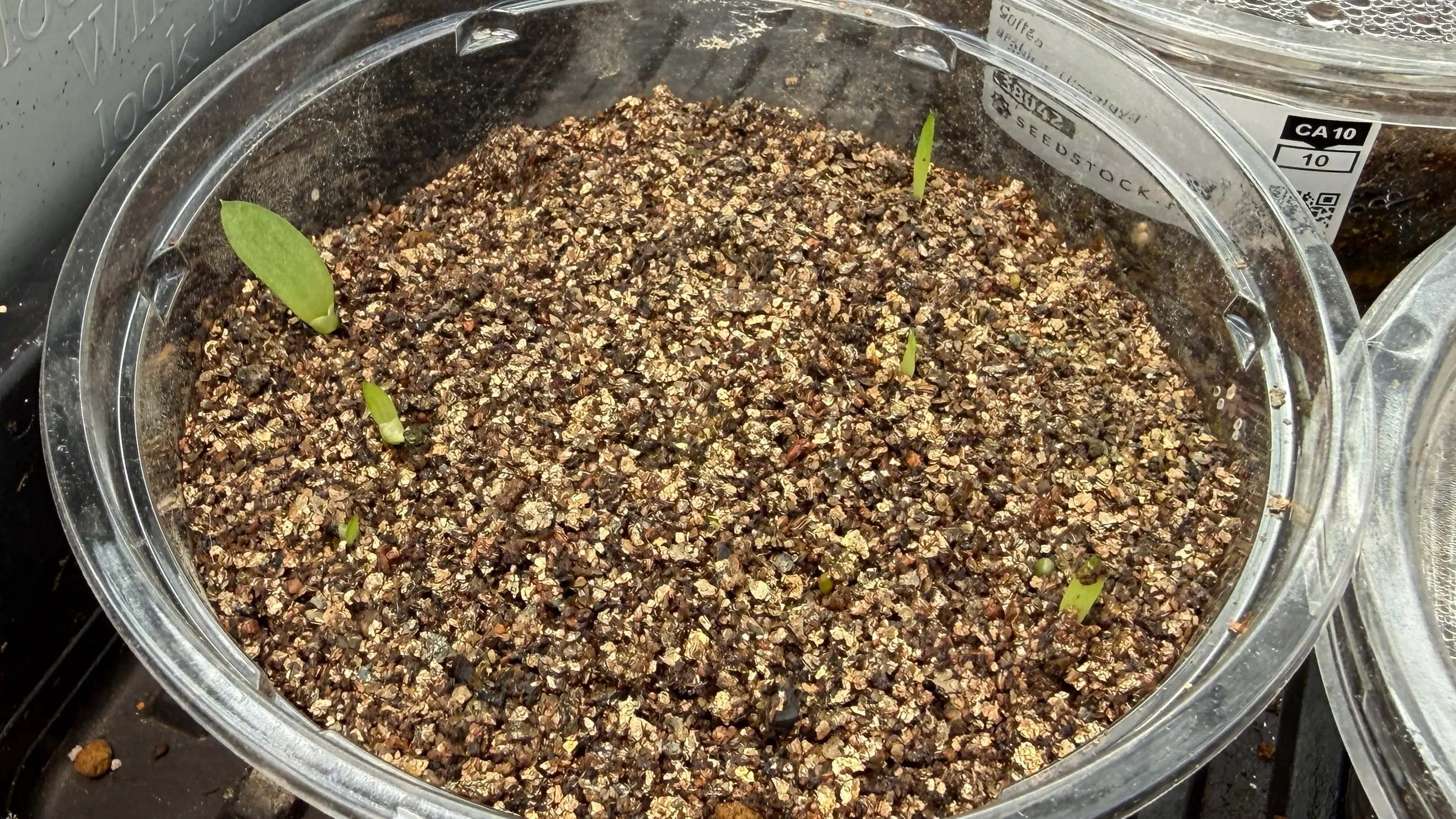 Aloe candelabrum (アロエ カンデラブルム)