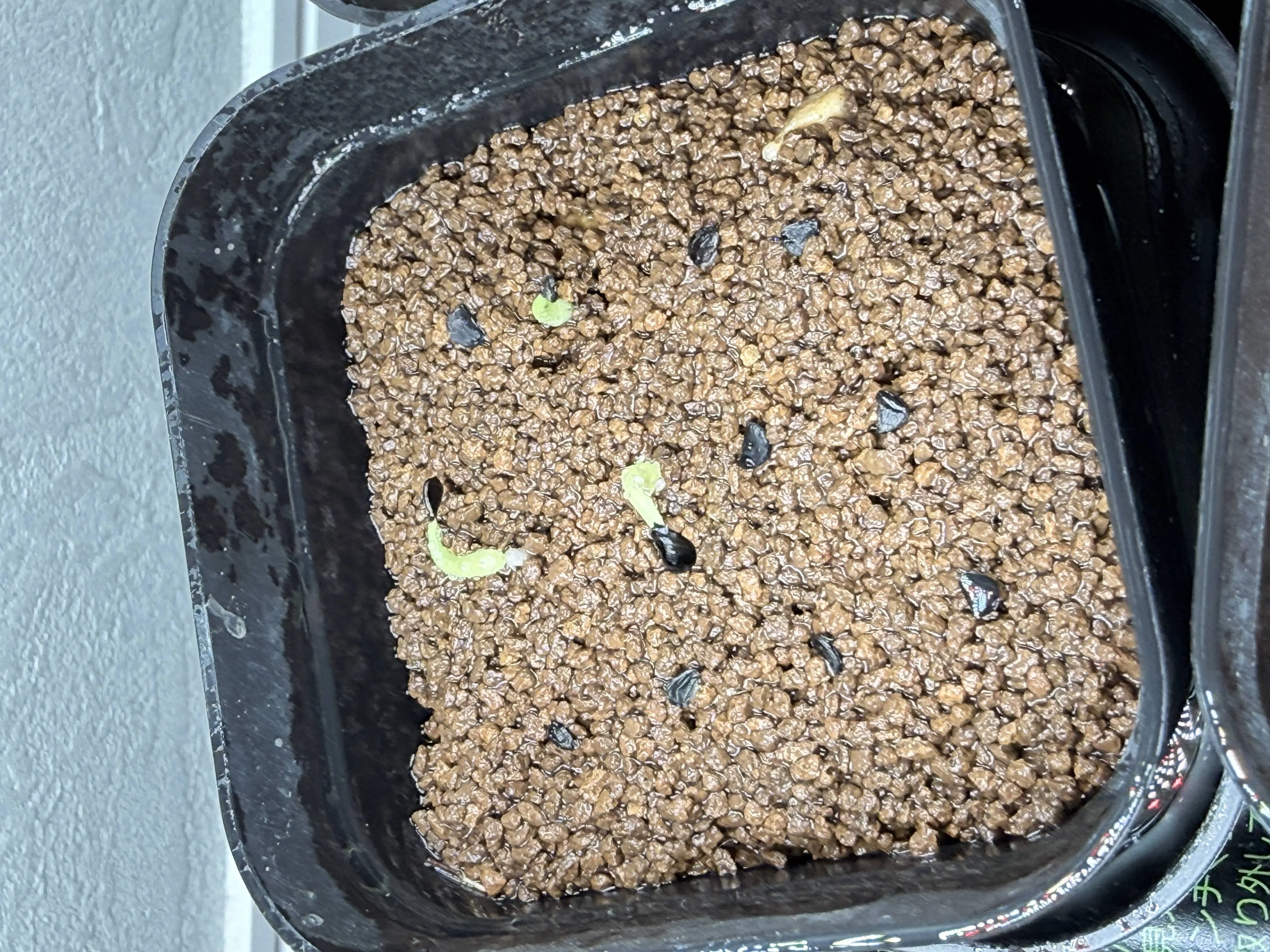 Agave victoriae-reginae (アガベ ビクトリアレジーナエ 笹の雪)