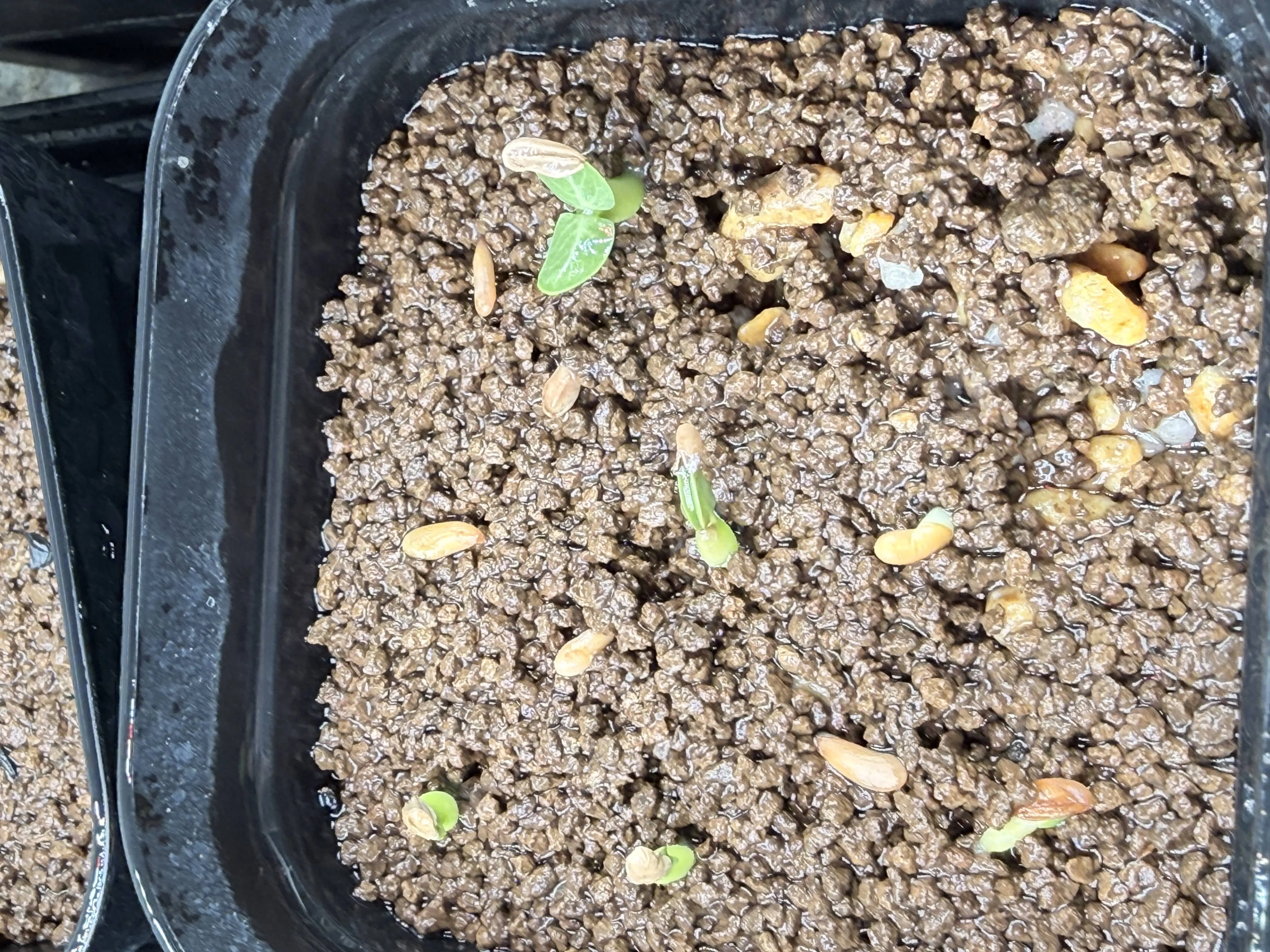 Pachypodium rosulatum subsp. makayense (パキポディウム マカイエンセ)