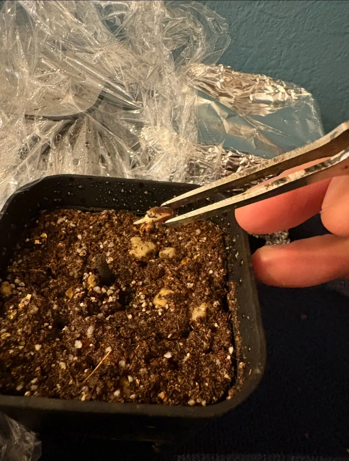 Jatropha paradoxa (ヤトロファ パラドクサ)