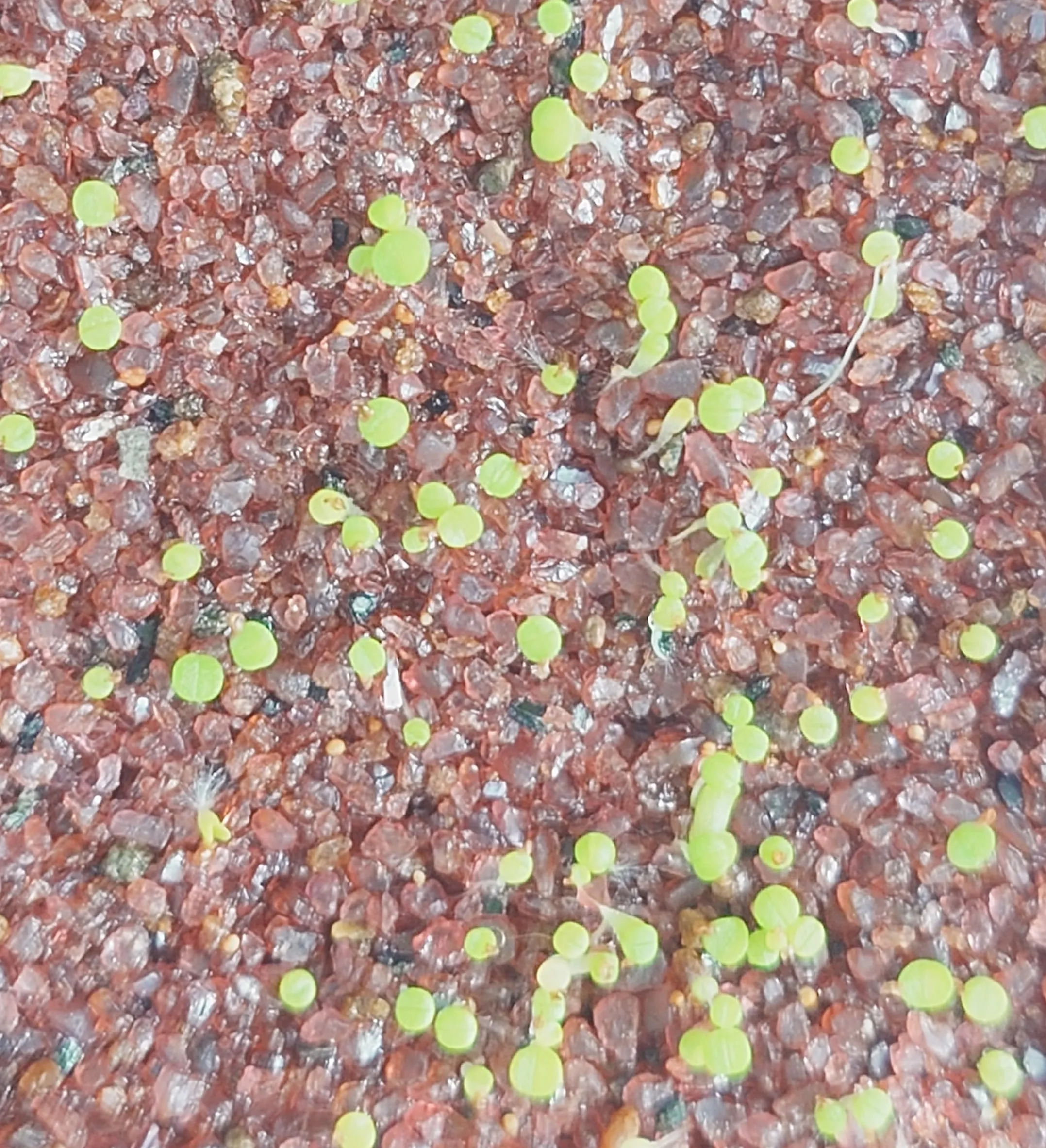 Lithops Mix (リトープス ミックス)