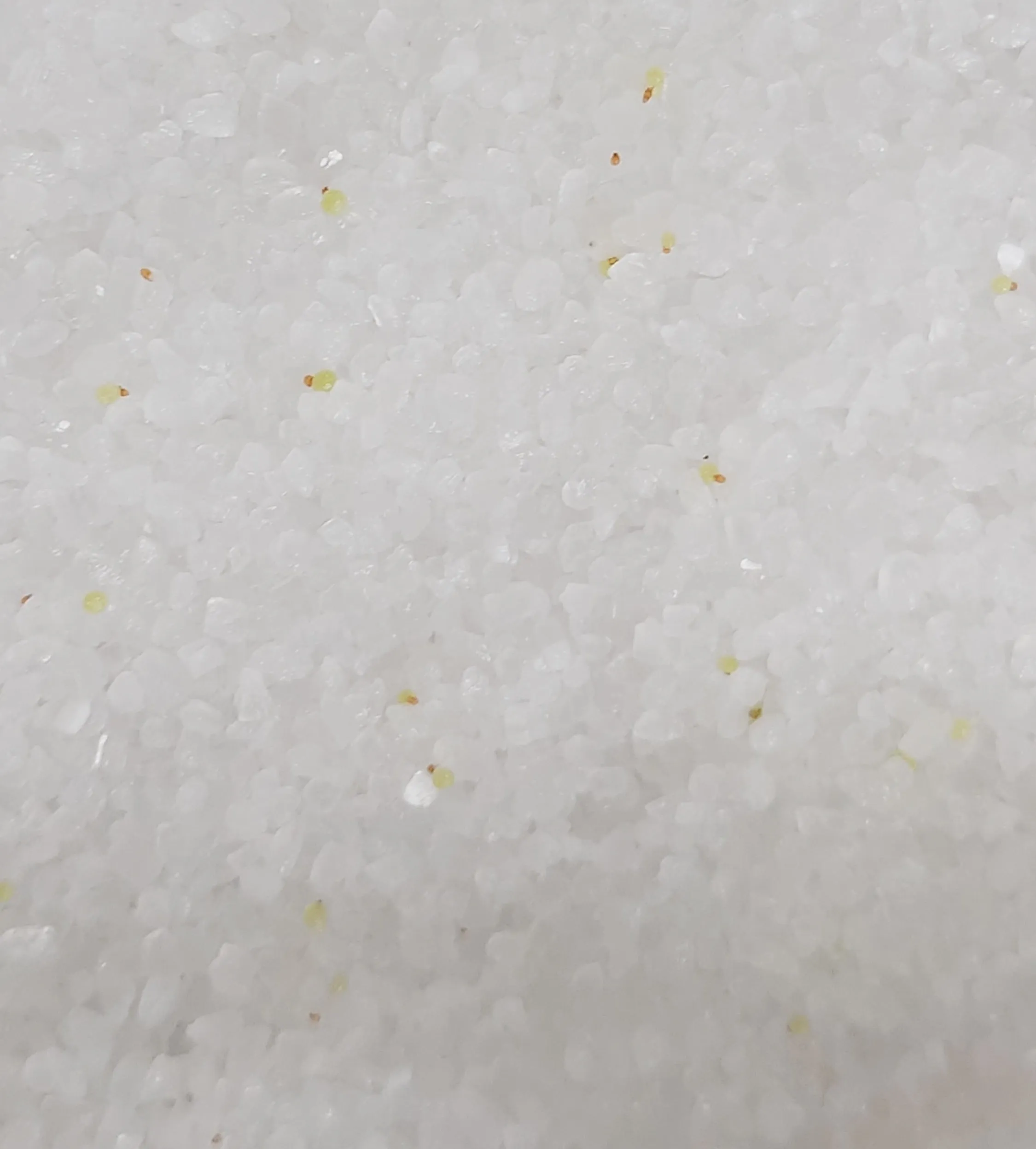 Conophytum burgeri (コノフィツム ブルゲリ)