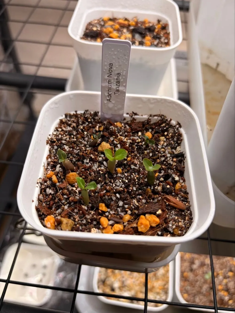 Adenium obesum Nova Tanzania (アデニウム ノヴァ タンザニア)