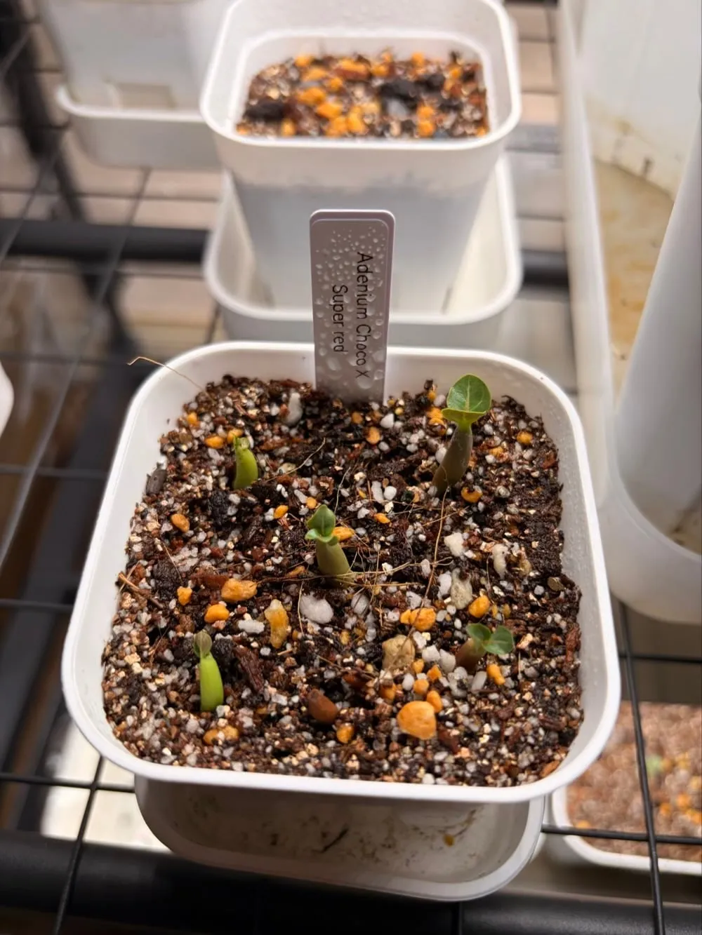 Adenium obesum Choco X Super red (アデニウム Choco X SPR Adenium Choco X Super red)