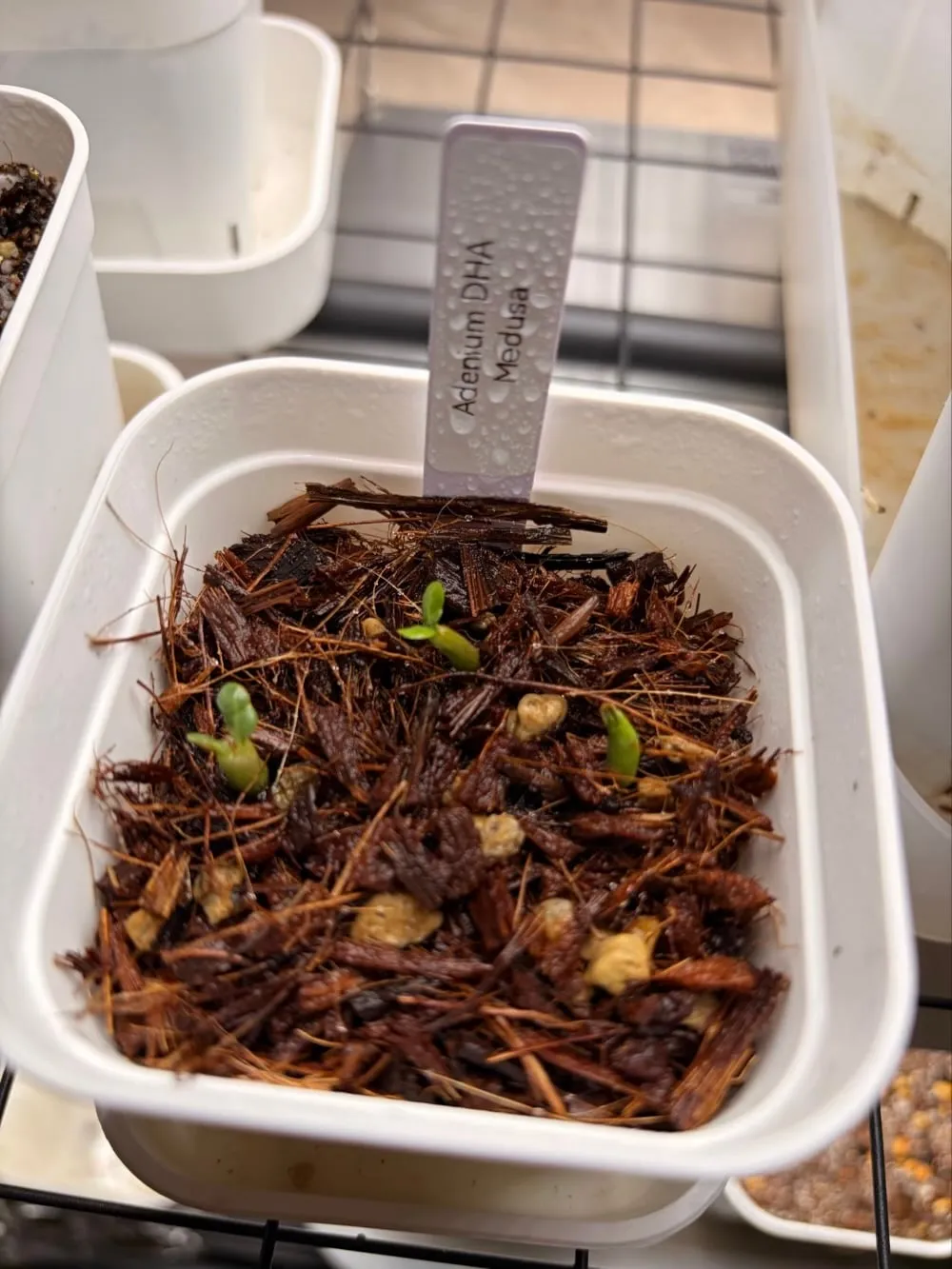 Adenium DHA Medusa (アデニウム DHA Medusa)