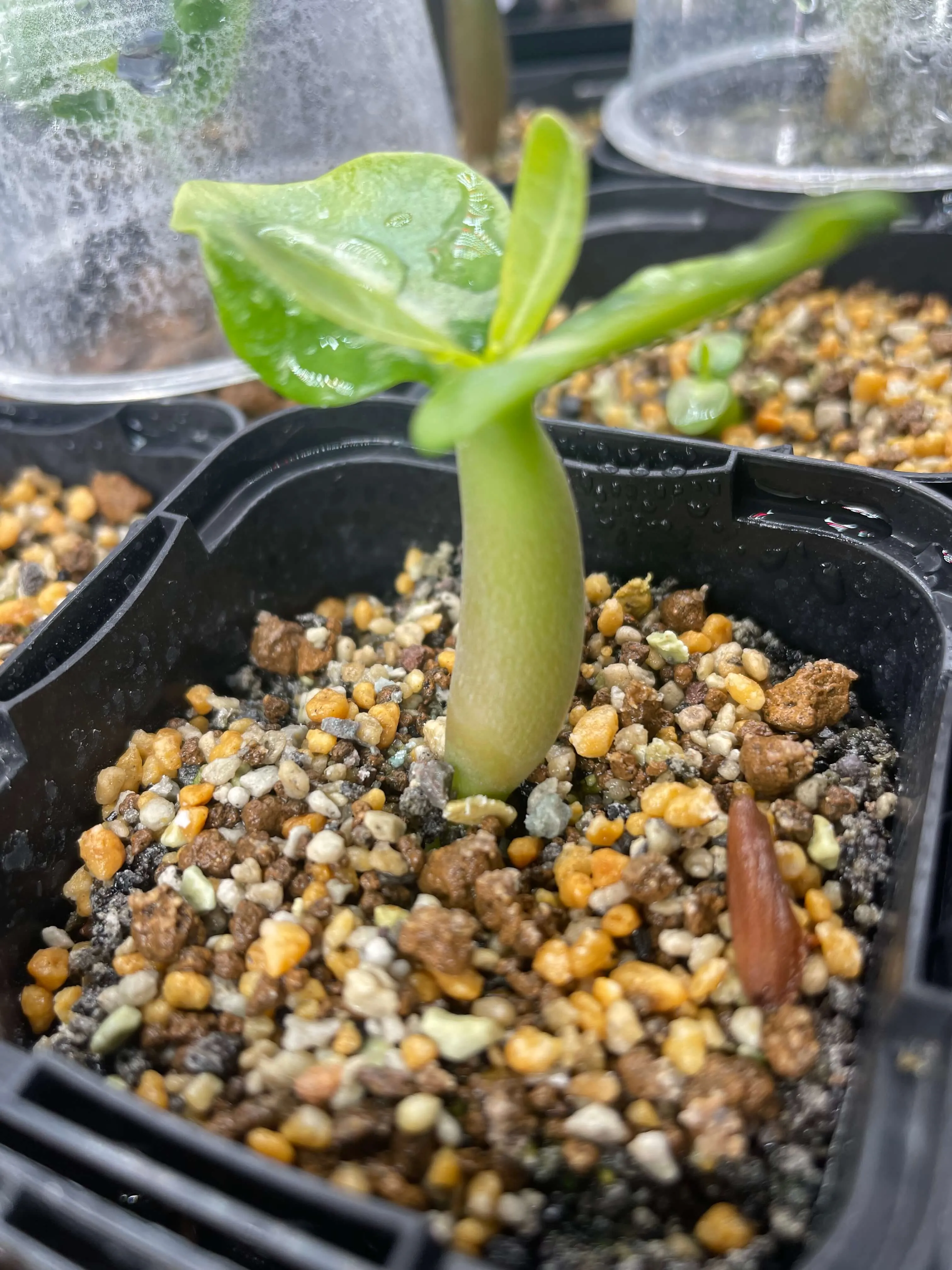 Adenium obesum thai (アデニウム タイ ソコトラナム)