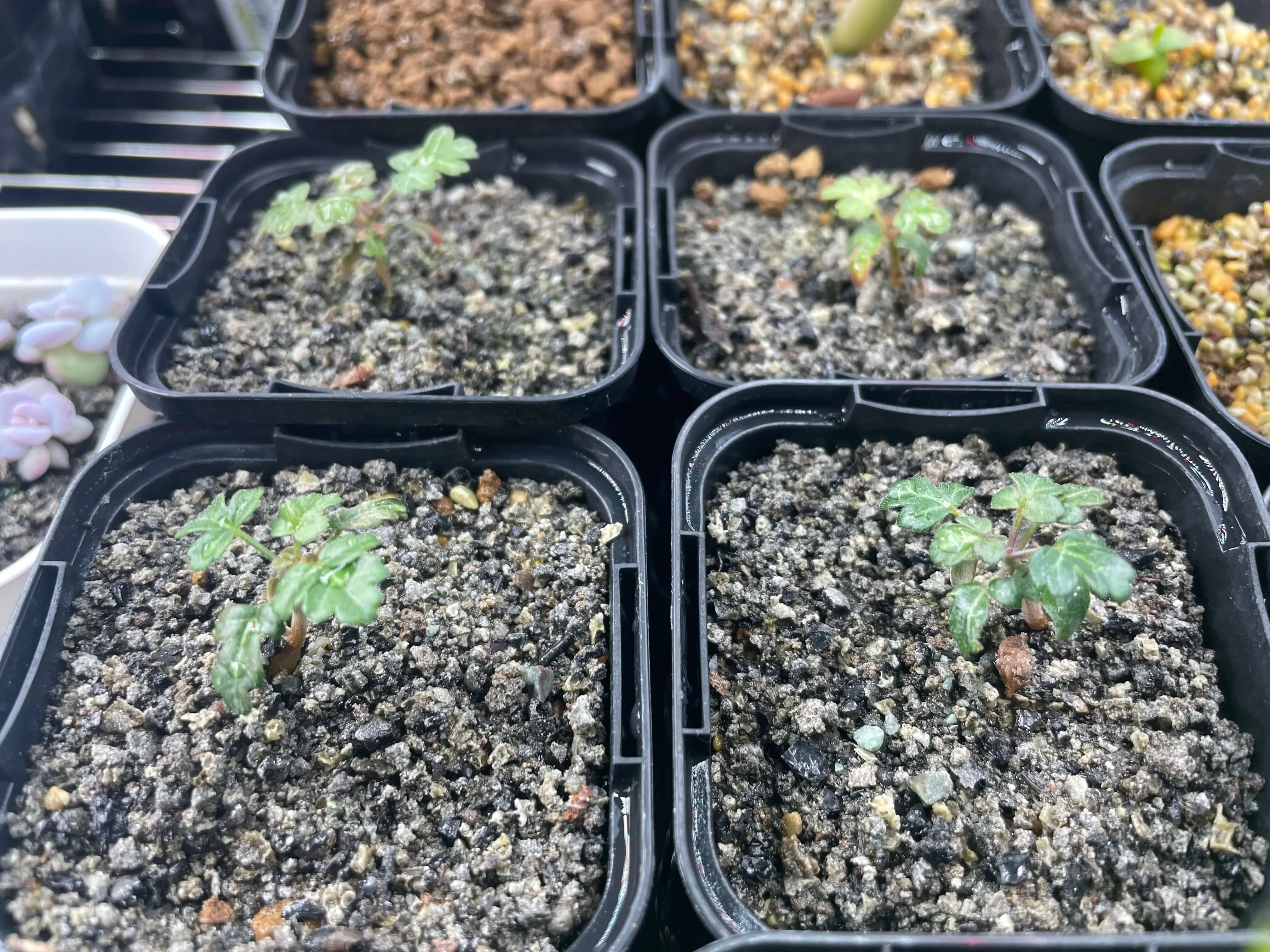 Pachycormus discolor var. veatchianus (パキコルムス ディスカラー ビーチアナス)