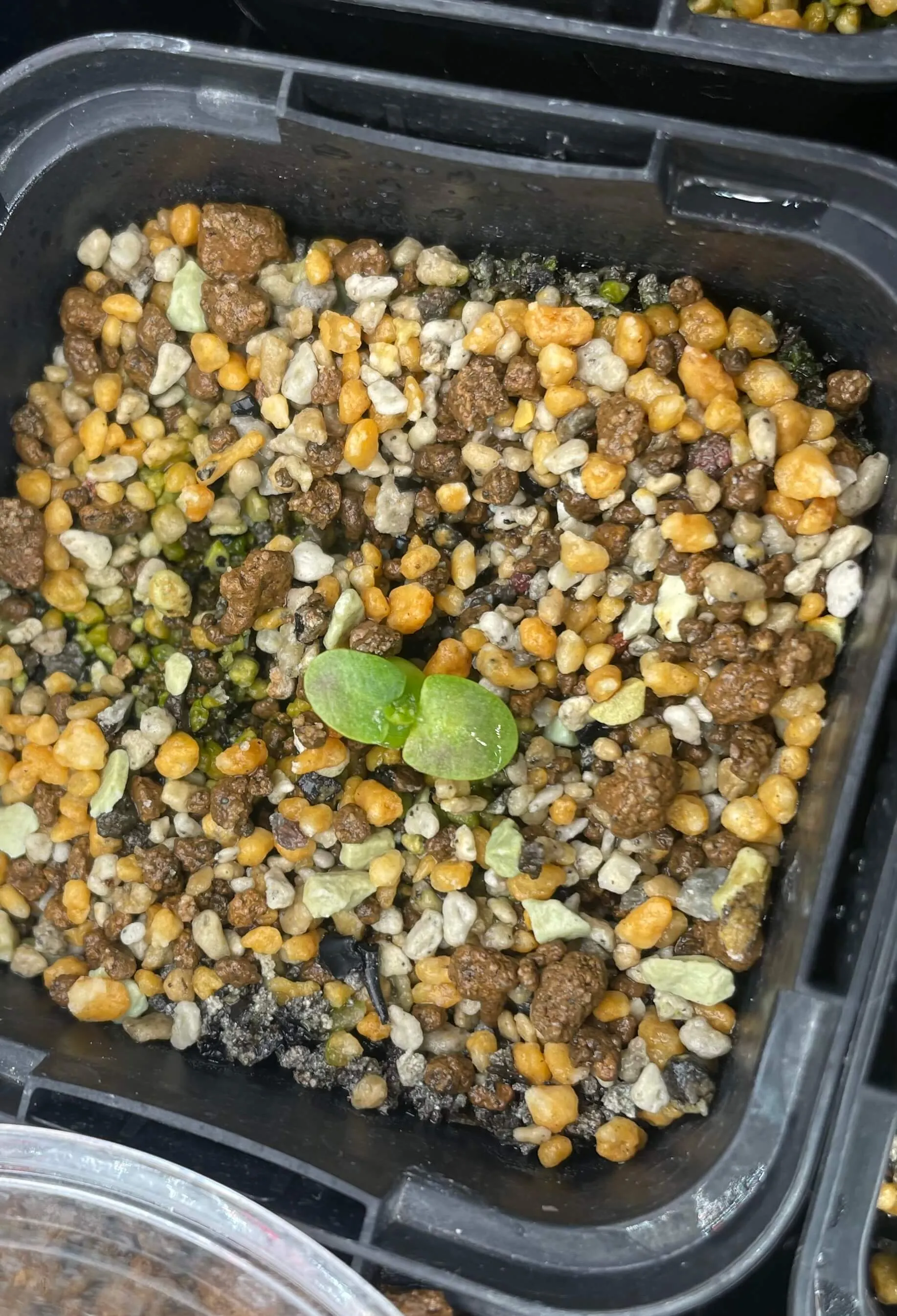 Pachypodium enigmaticum (パキポディウム エニグマチカム)