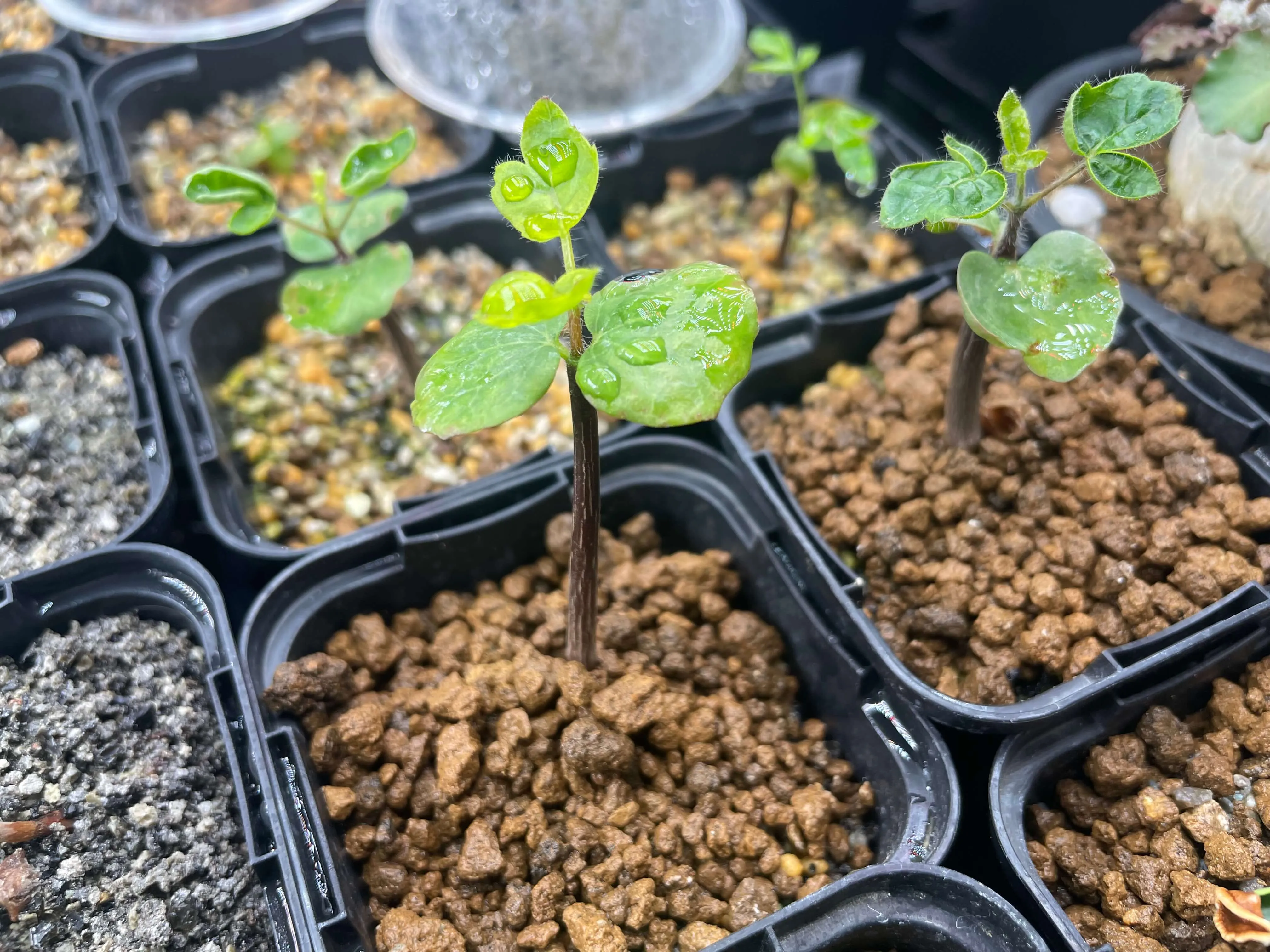 Commiphora monstruosa (コミフォラ モンストローサ)