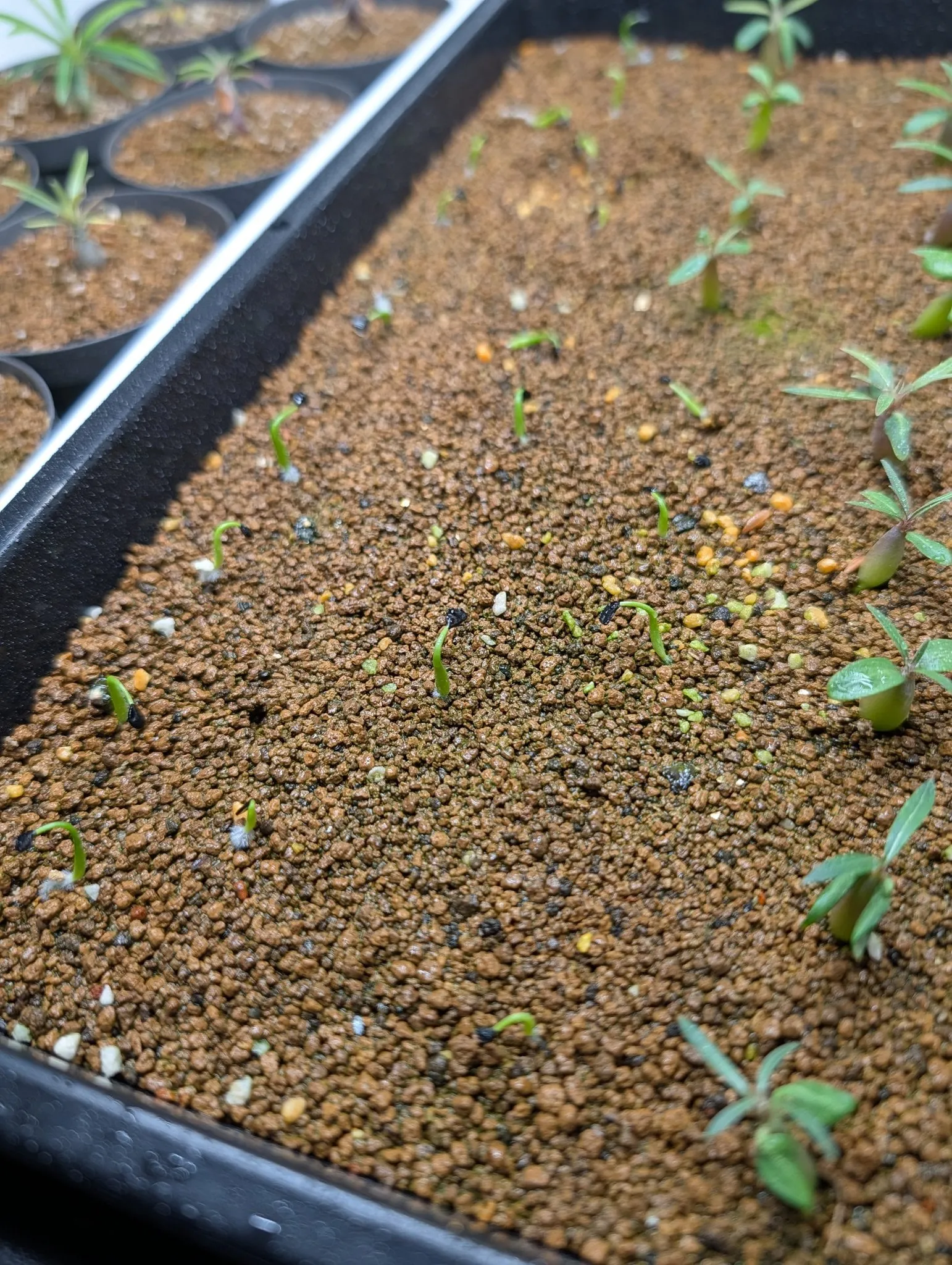 Agave utahensis var. eborispina (アガベ エボリスピナ)