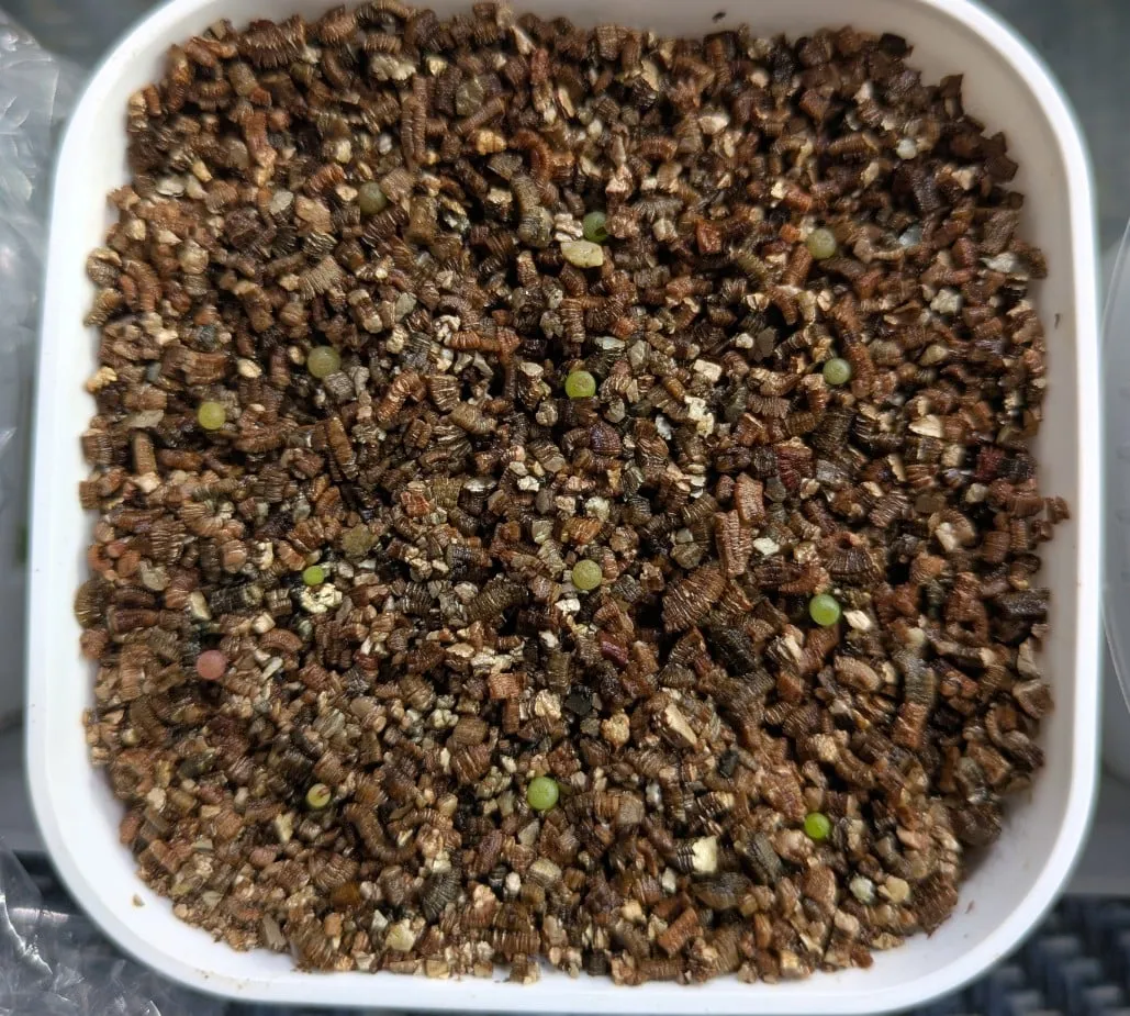 Mammillaria albilanata (マミラリア アルビラナータ)