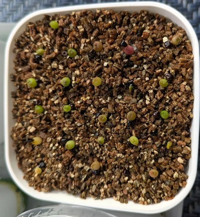 Astrophytum asterias (アストロフィツム アステリアス 兜)