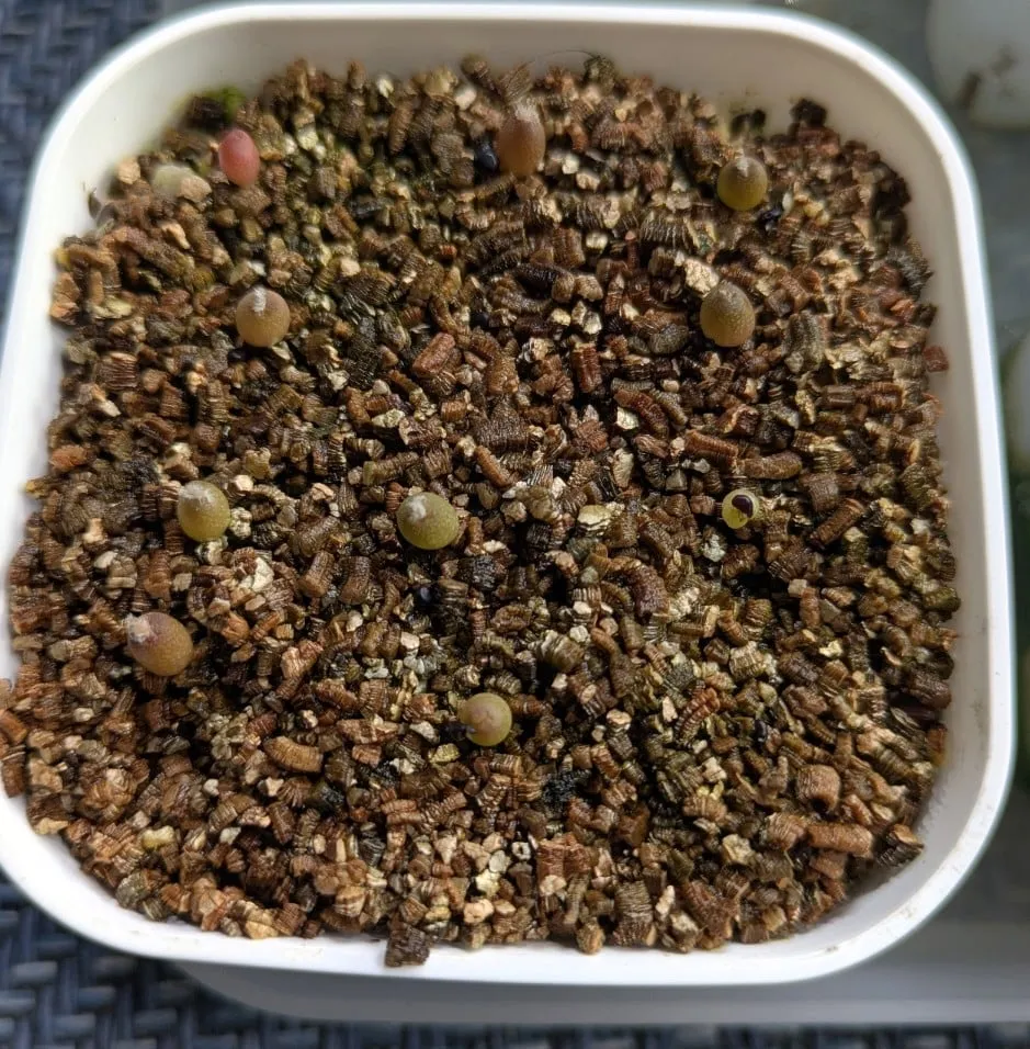 Ferocactus glaucescens (フェロカクタス グラウケスケンス)