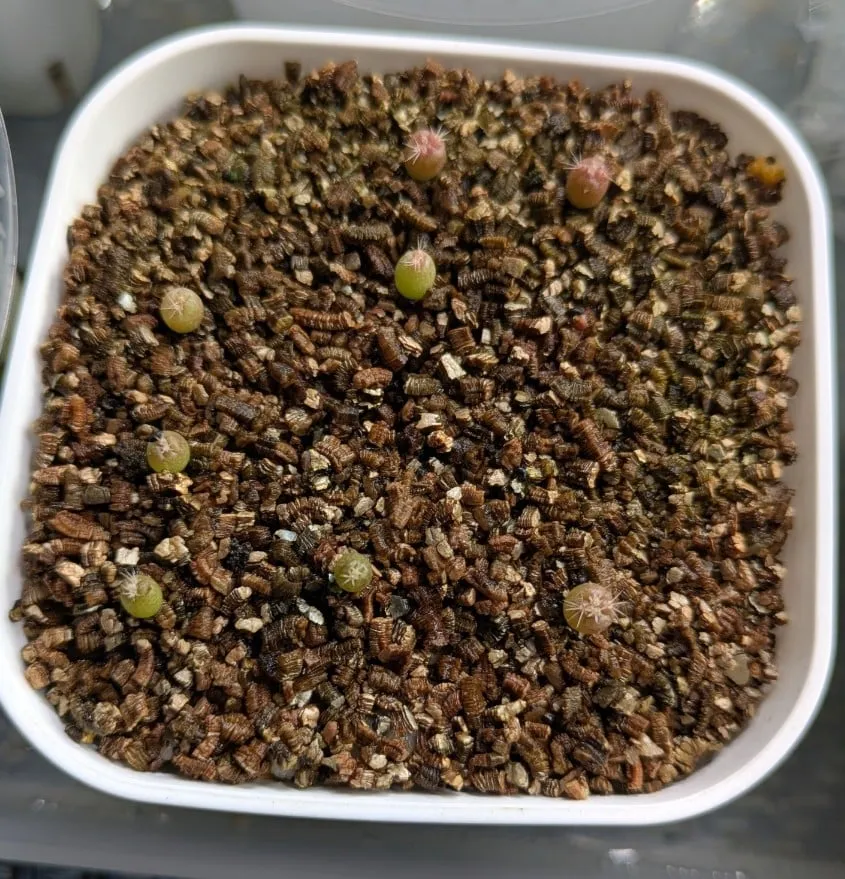 Ferocactus latispinus (フェロカクタス ラティスピナス 日の出丸)