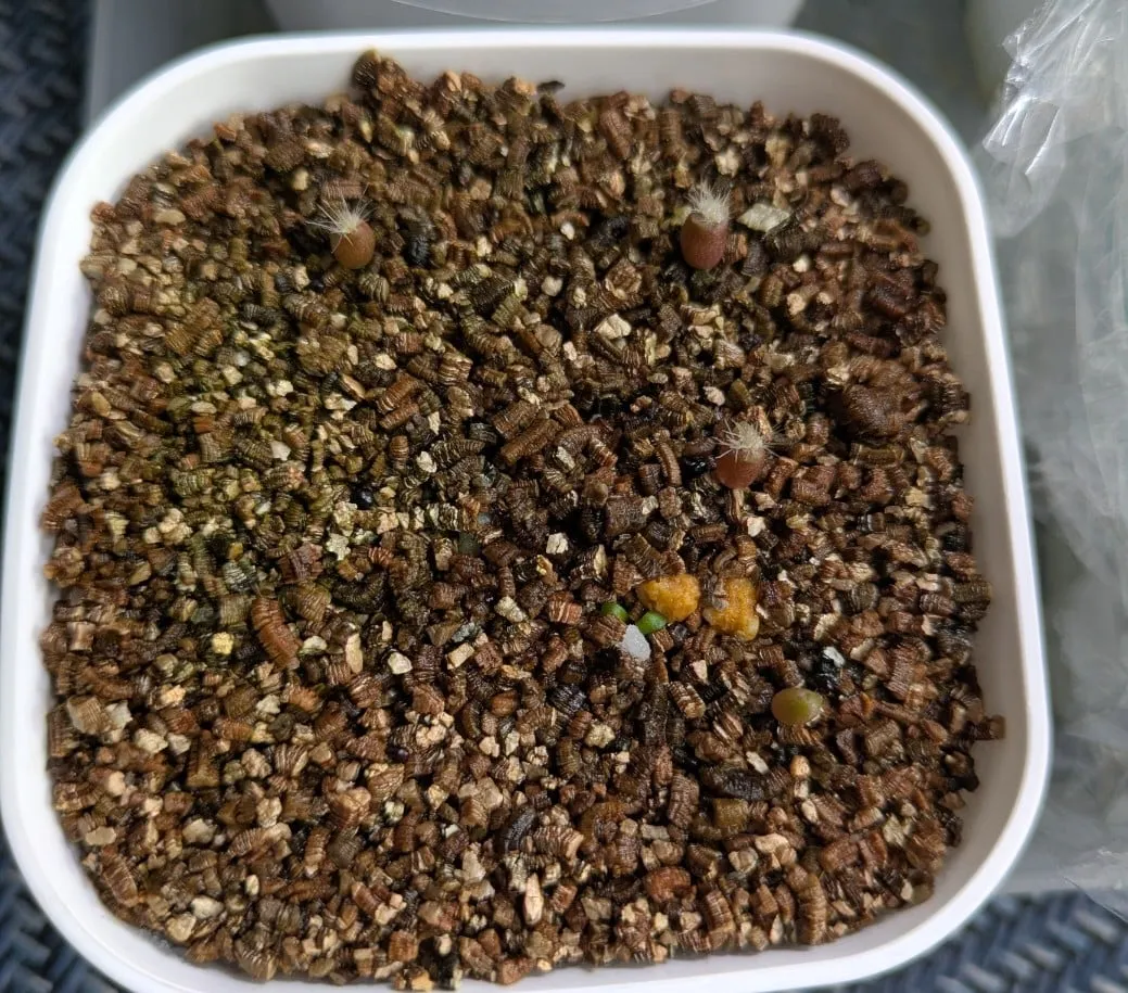 Uebelmannia pectinifera var. multicostata (ユーベルマニア ムルチコスタータ)