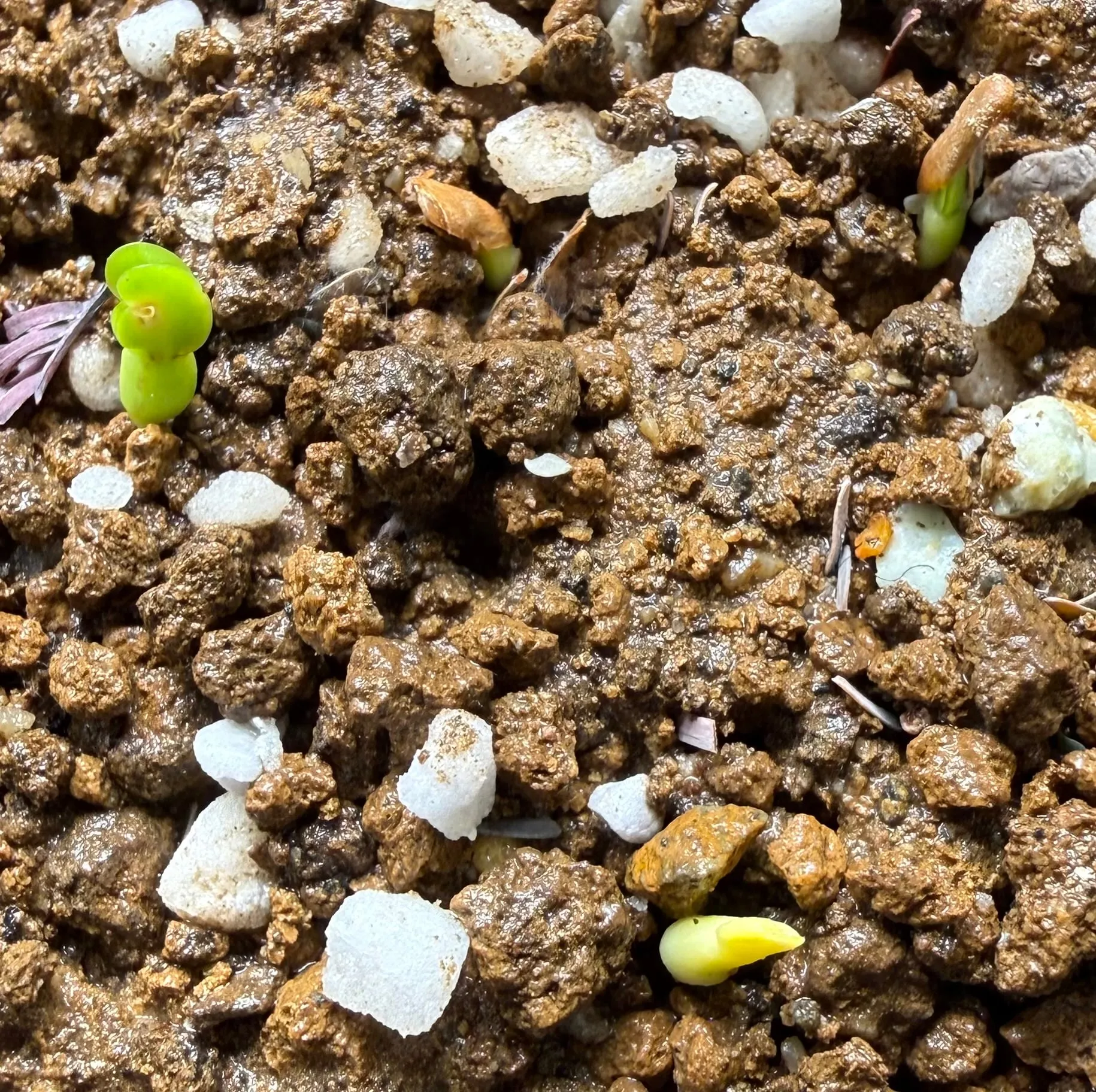 Pachypodium rosulatum var. gracilius (パキポディウム グラキリス)