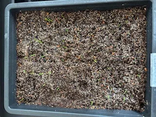 Agave utahensis var. eborispina (アガベ エボリスピナ)