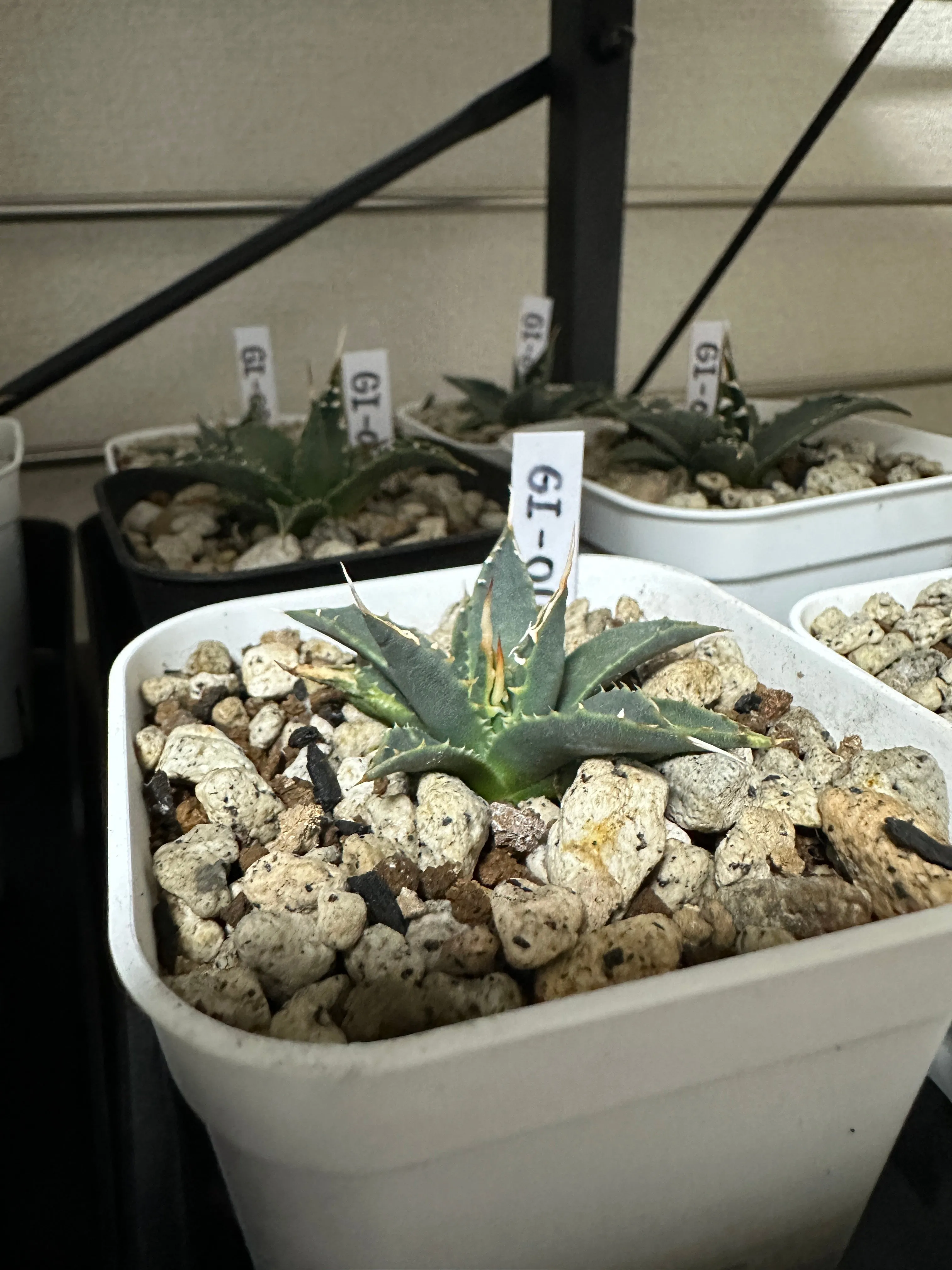 種子] アガベ エボリスピナ Agave utahensis var. eborispina｜トゲ