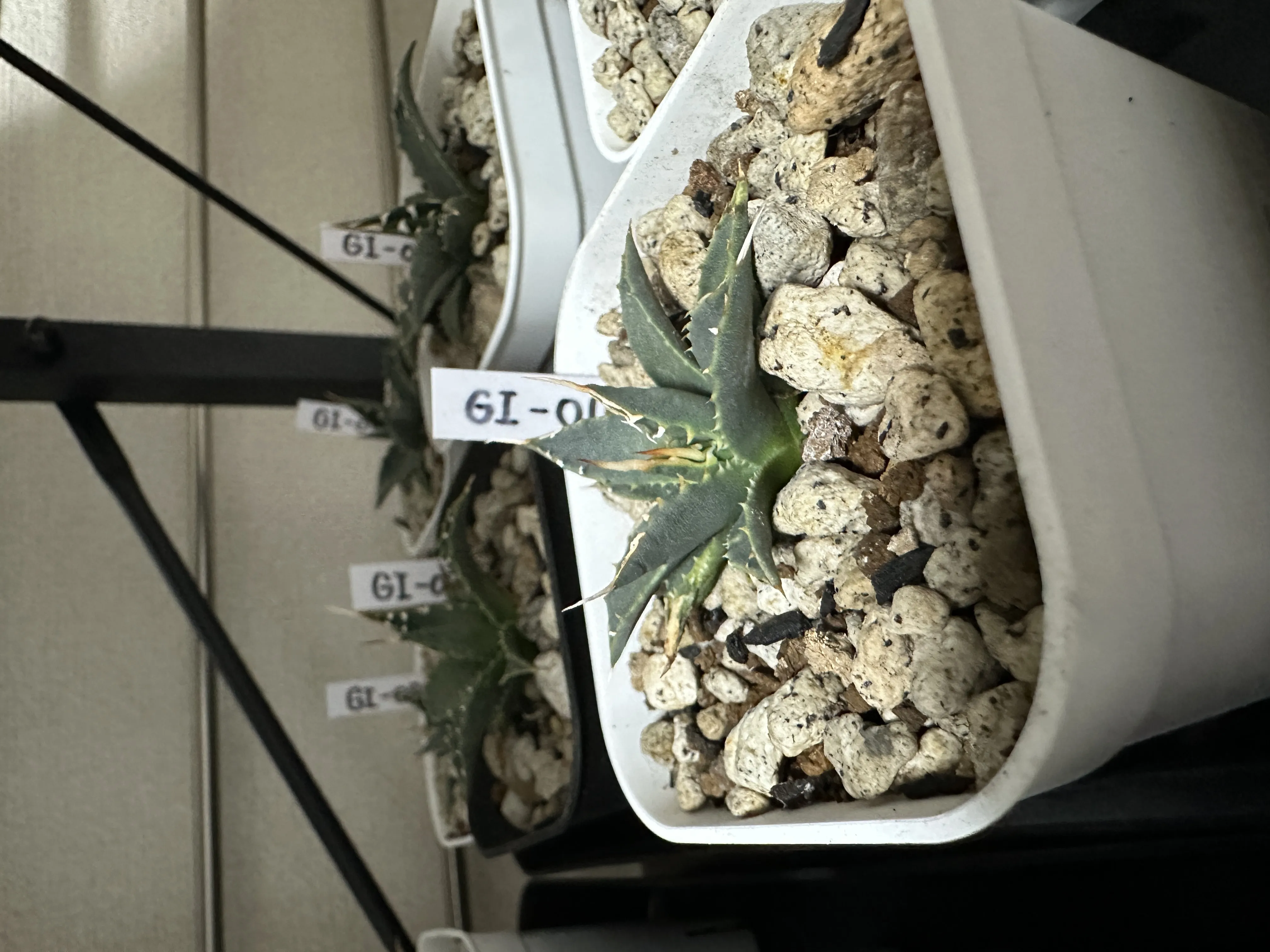 Agave utahensis var. eborispina (アガベ エボリスピナ)