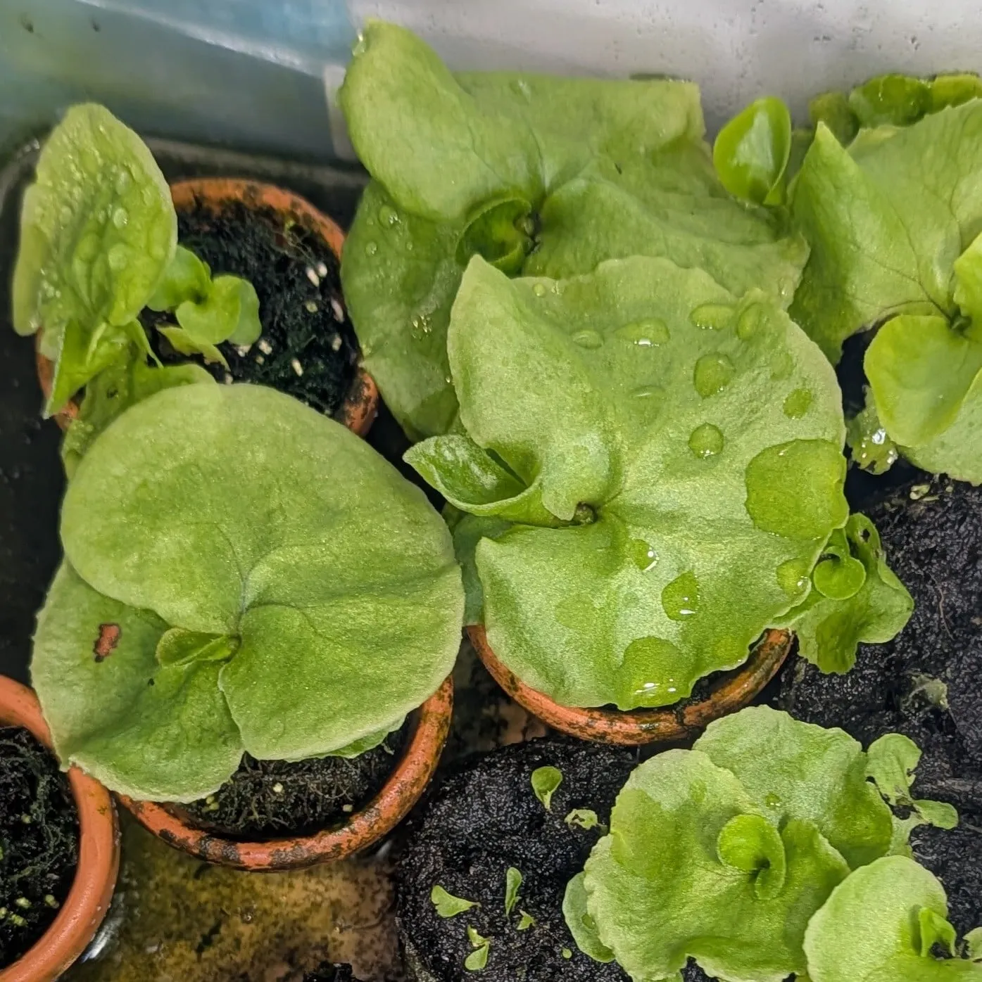 Platycerium ridleyi (ビカクシダ リドレイ)