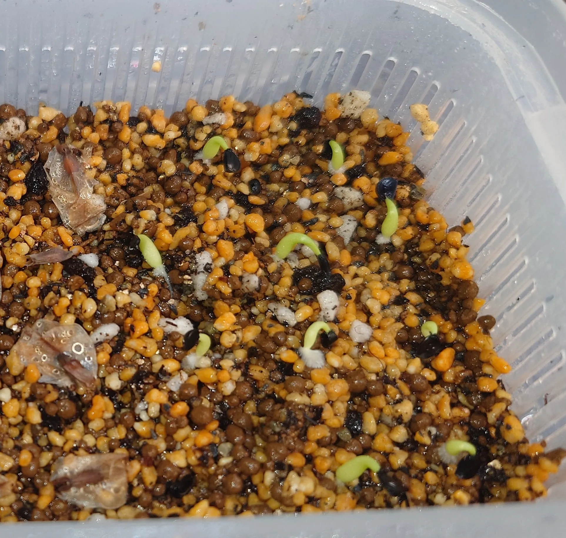 Agave victoriae-reginae 'Bustamante' (アガベ バスタマンテ)