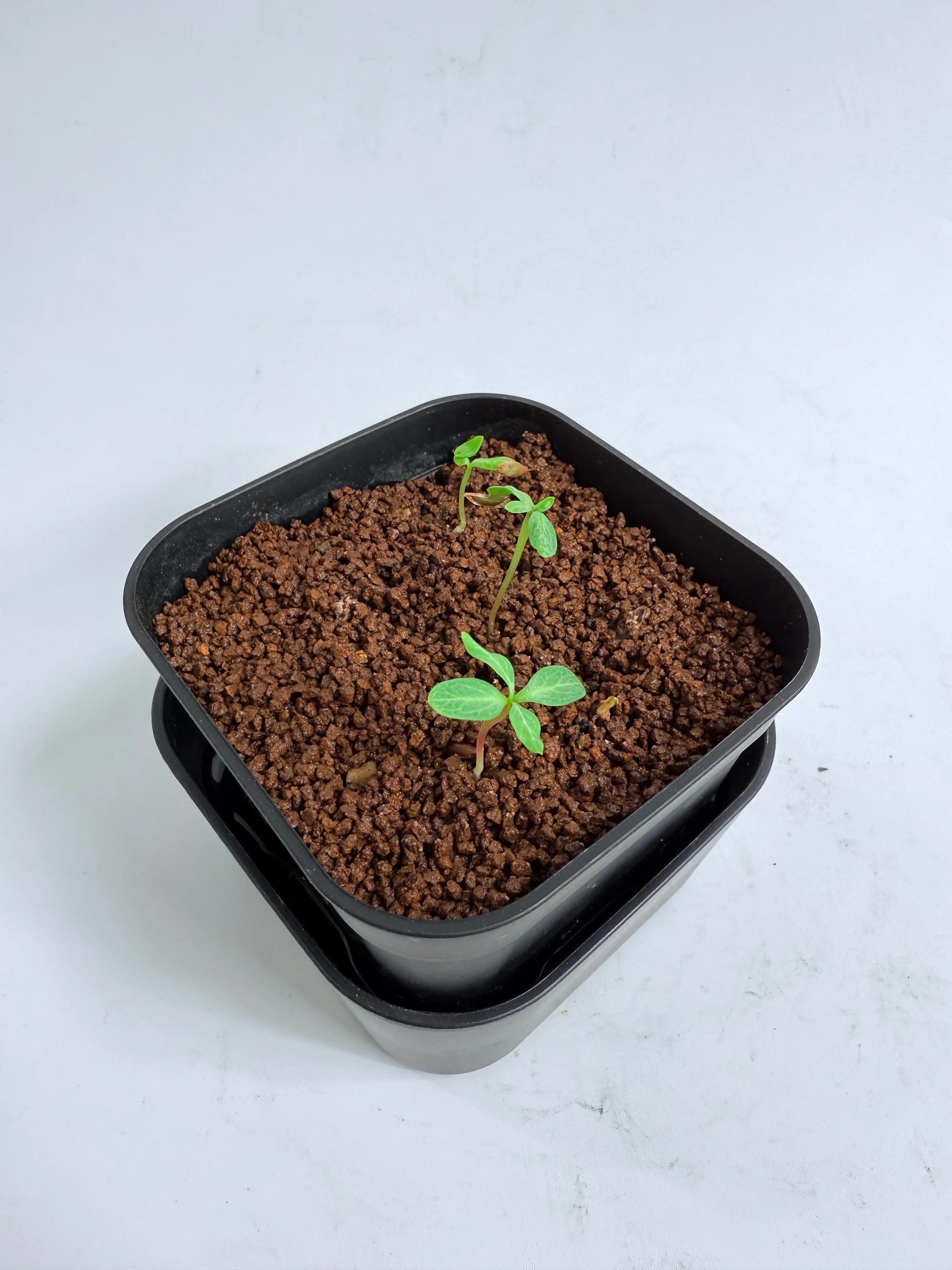 Fouquieria purpusii (フォークイエリア プルプシー)