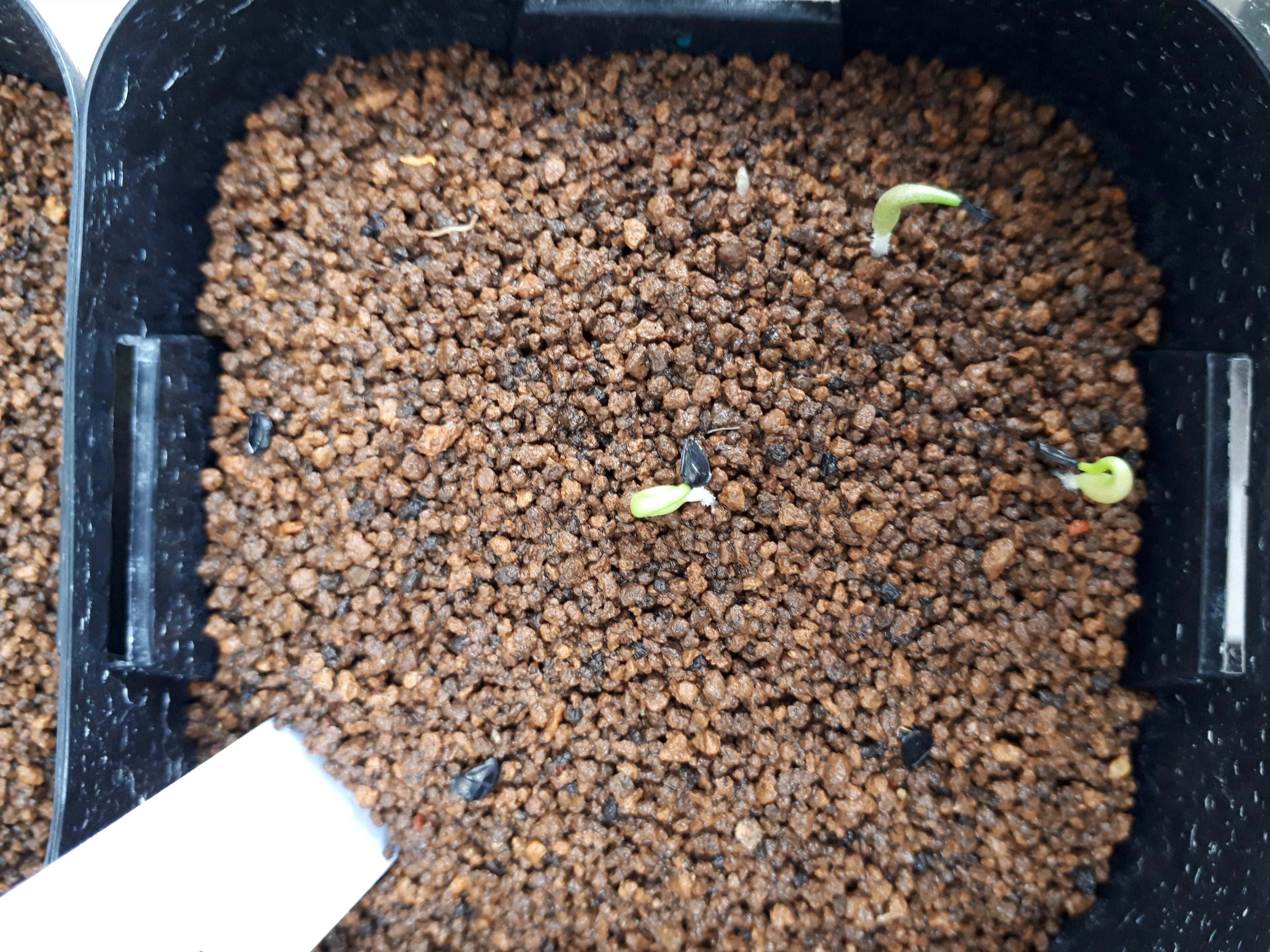 Agave titanota 'Blue' (アガベ チタノタブルー)