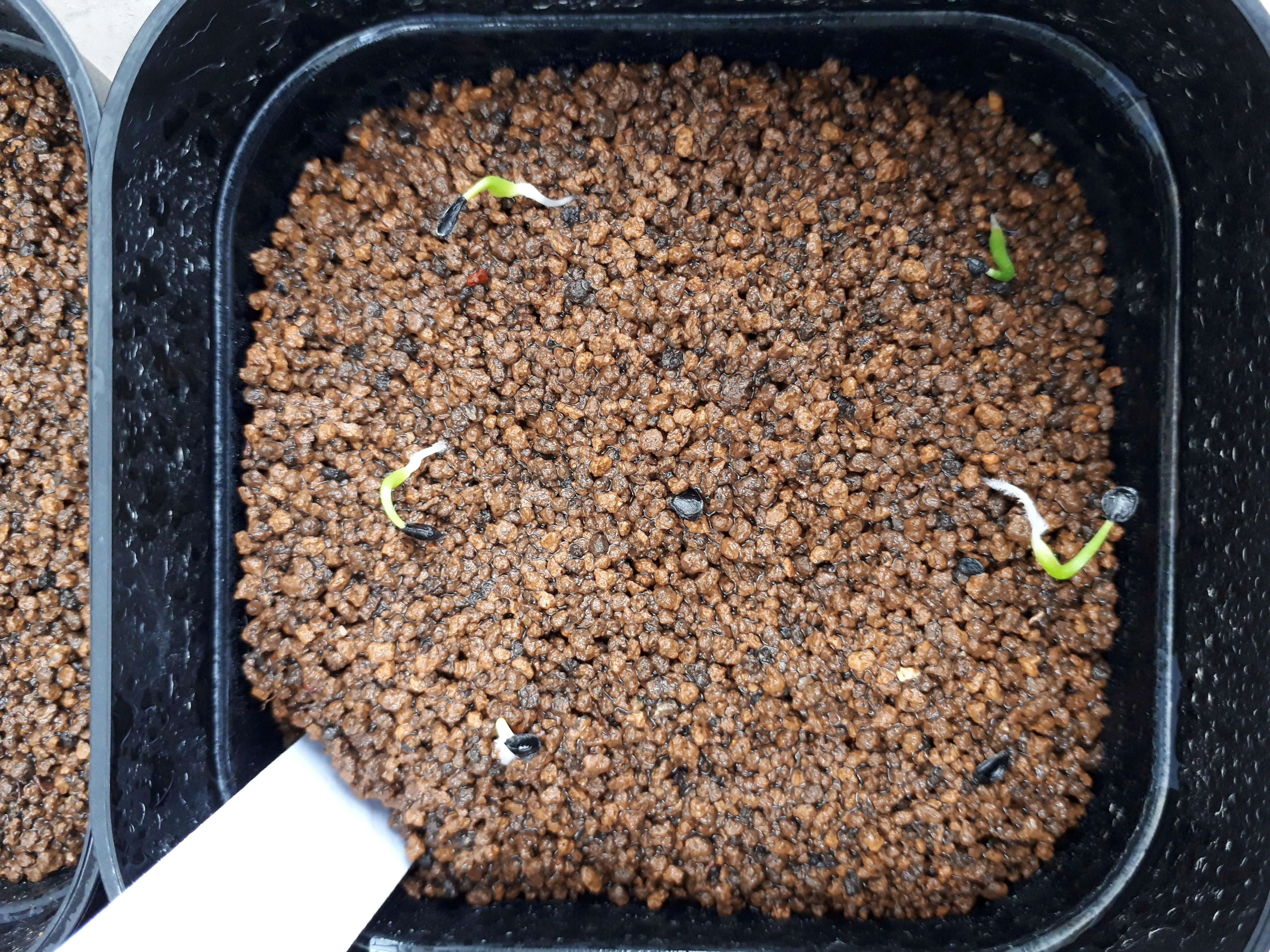  アガベ エボリスピナ ヴェガス 2023 Agave utahensis var. eborispina 'Vegas' Lot.2023