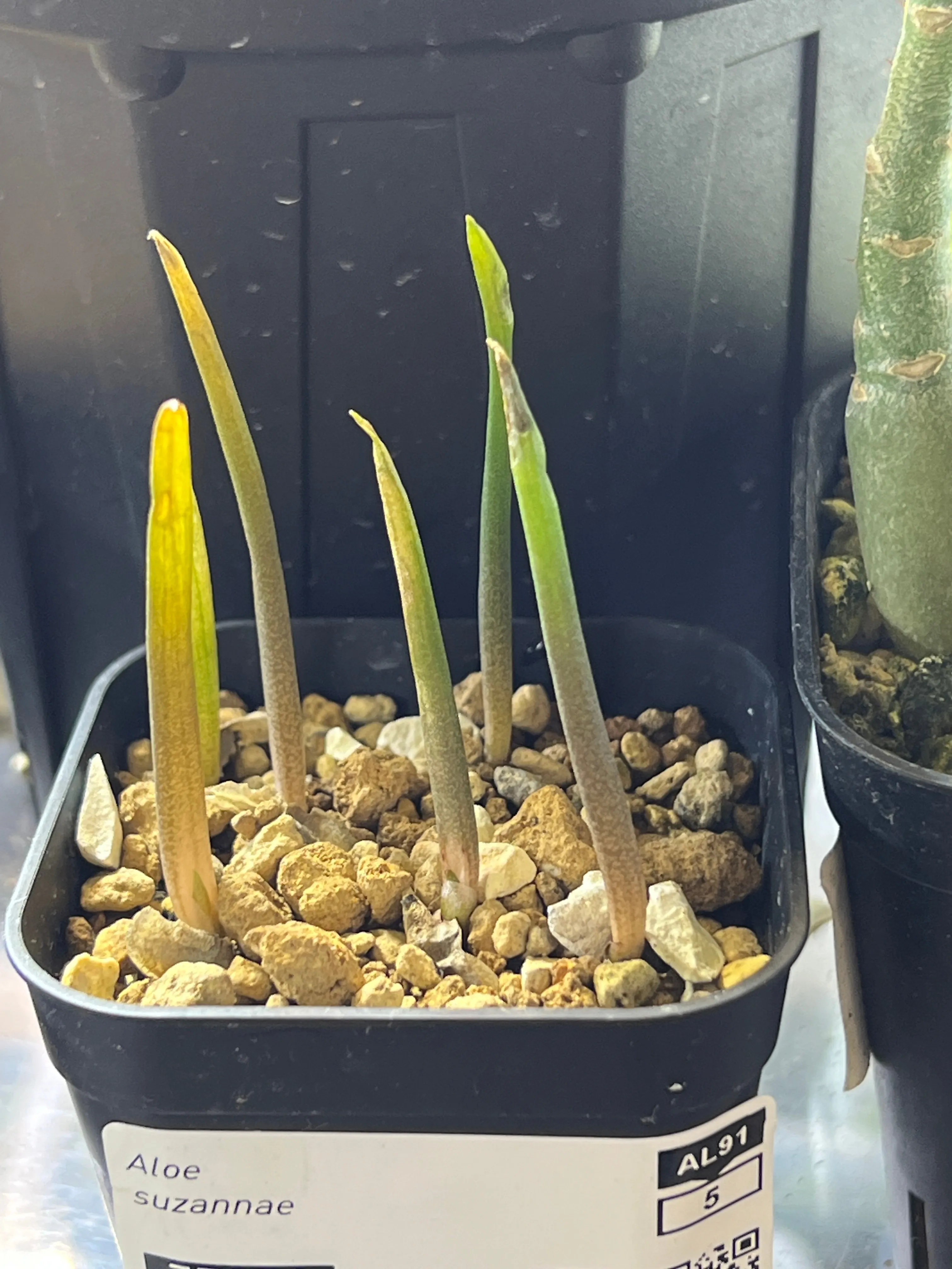 Aloe suzannae (アロエ スザンナエ)