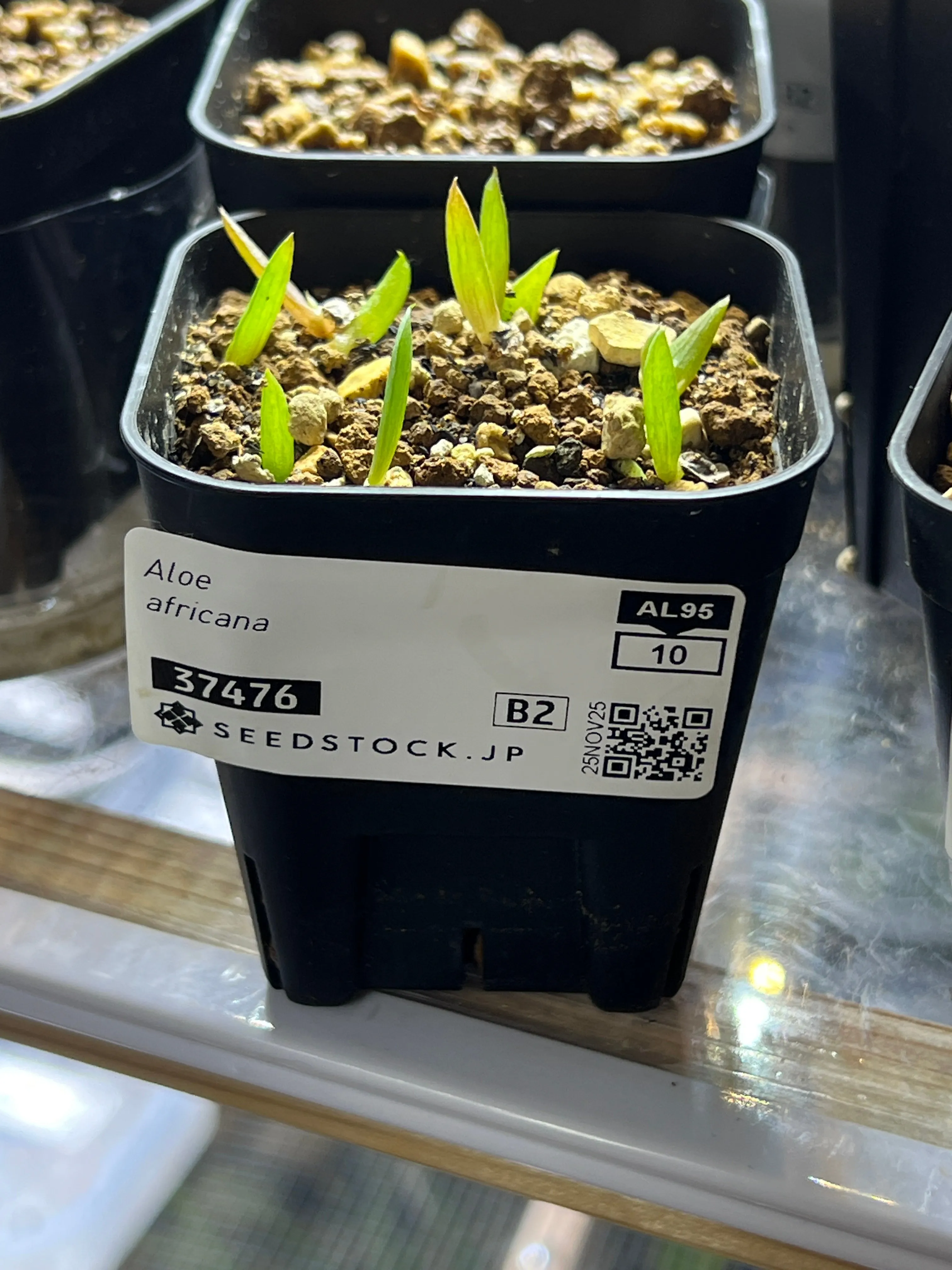 Aloe africana (アロエ アフリカーナ)