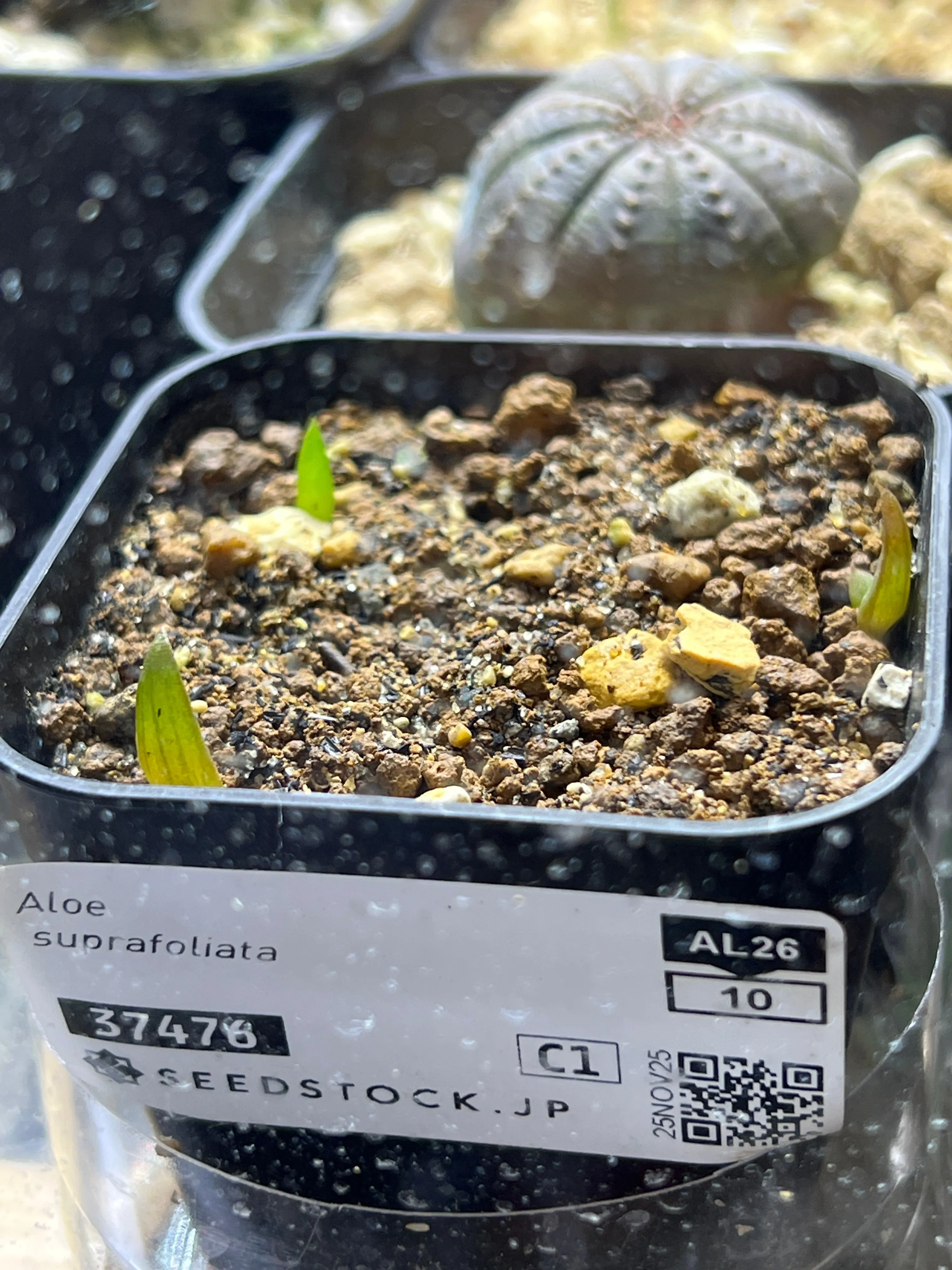 Aloe suprafoliata (アロエ スプラフォリアータ)