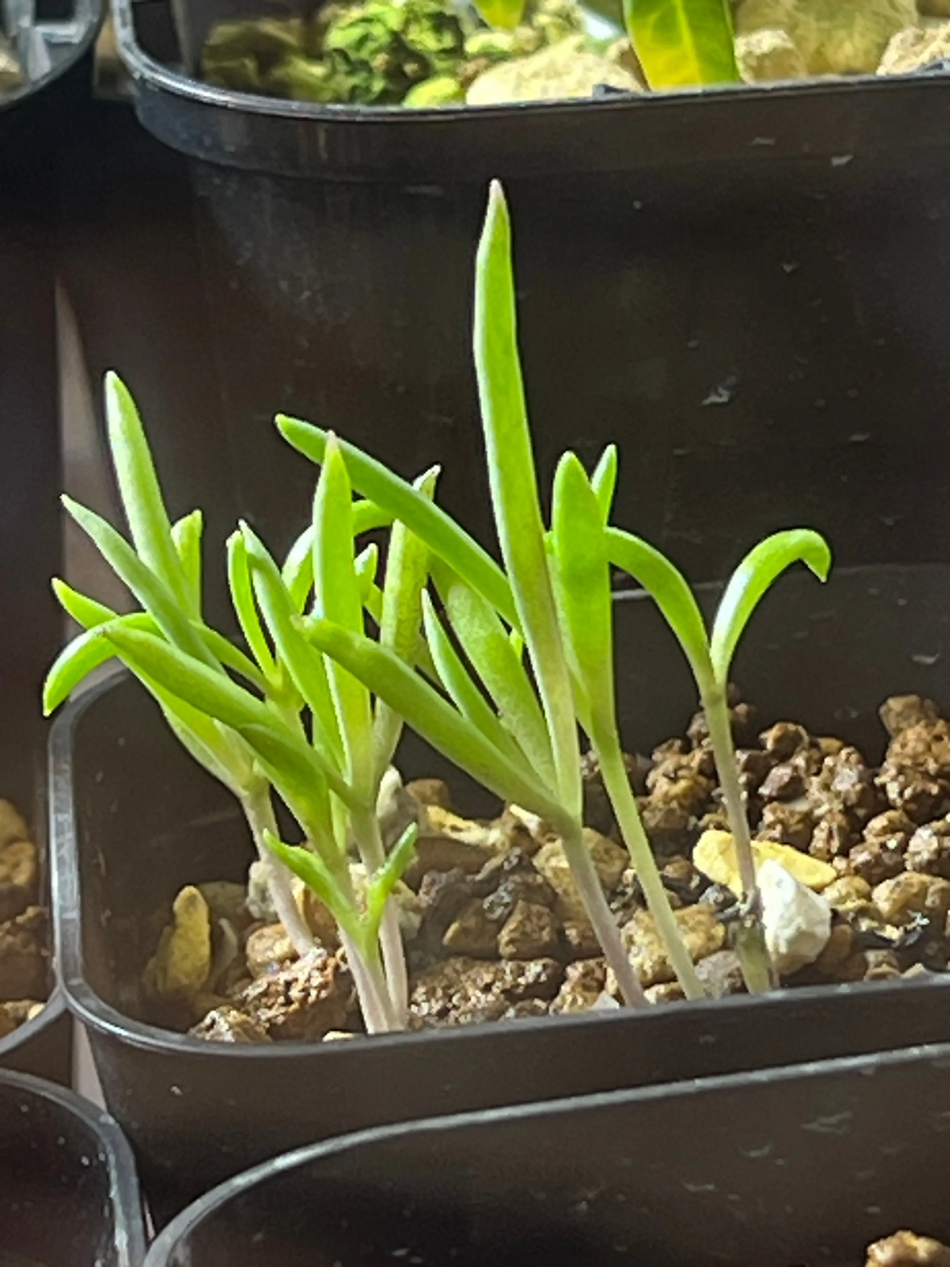 Othonna carnosa (オトンナ カルノーサ)