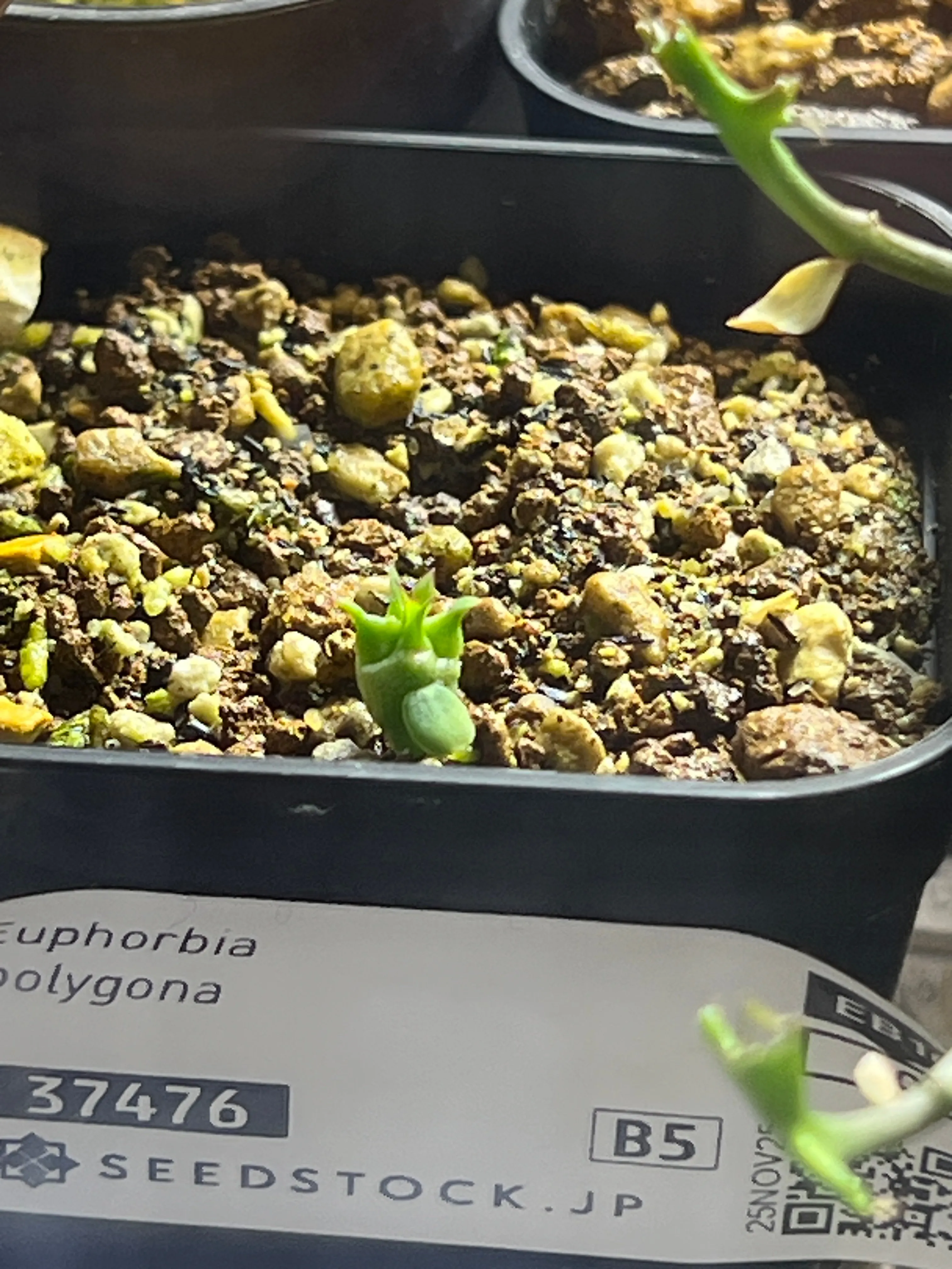 Euphorbia polygona (ユーフォルビア ポリゴナ)