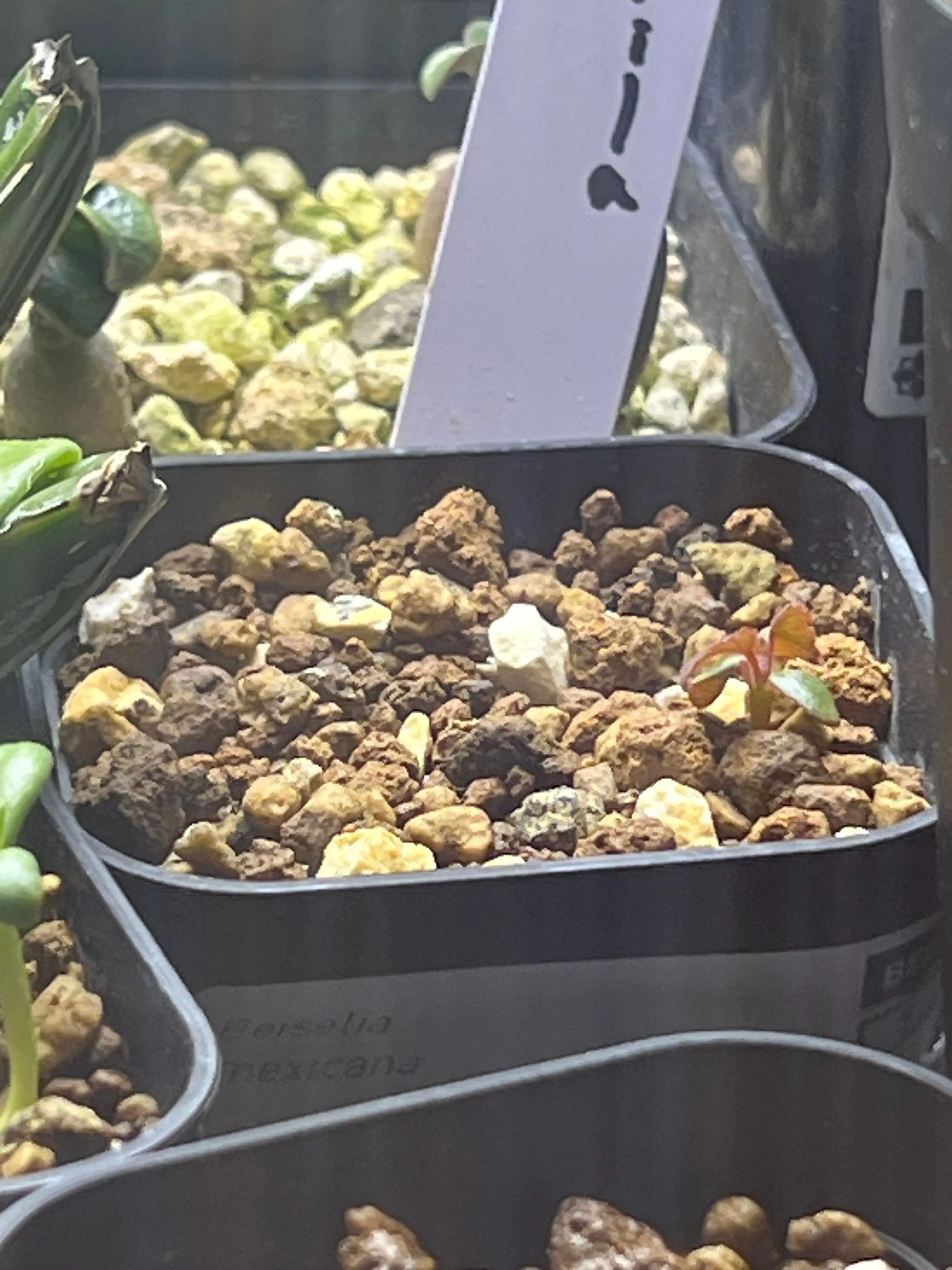 Beiselia mexicana (ベイセリア メキシカーナ)