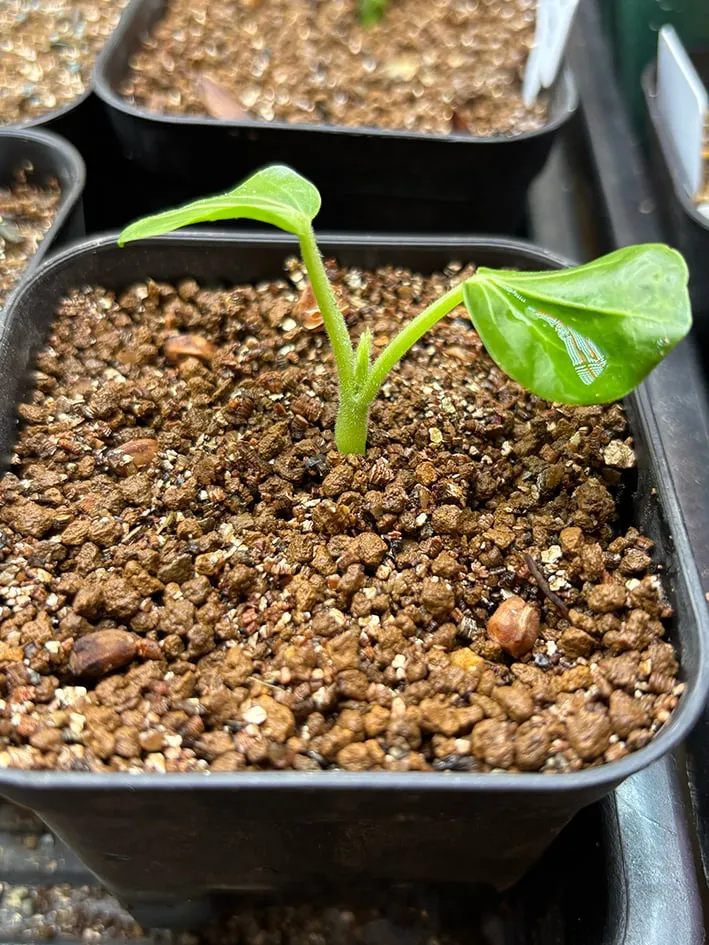 Cyphostemma woodii (キフォステンマ ウッディ)