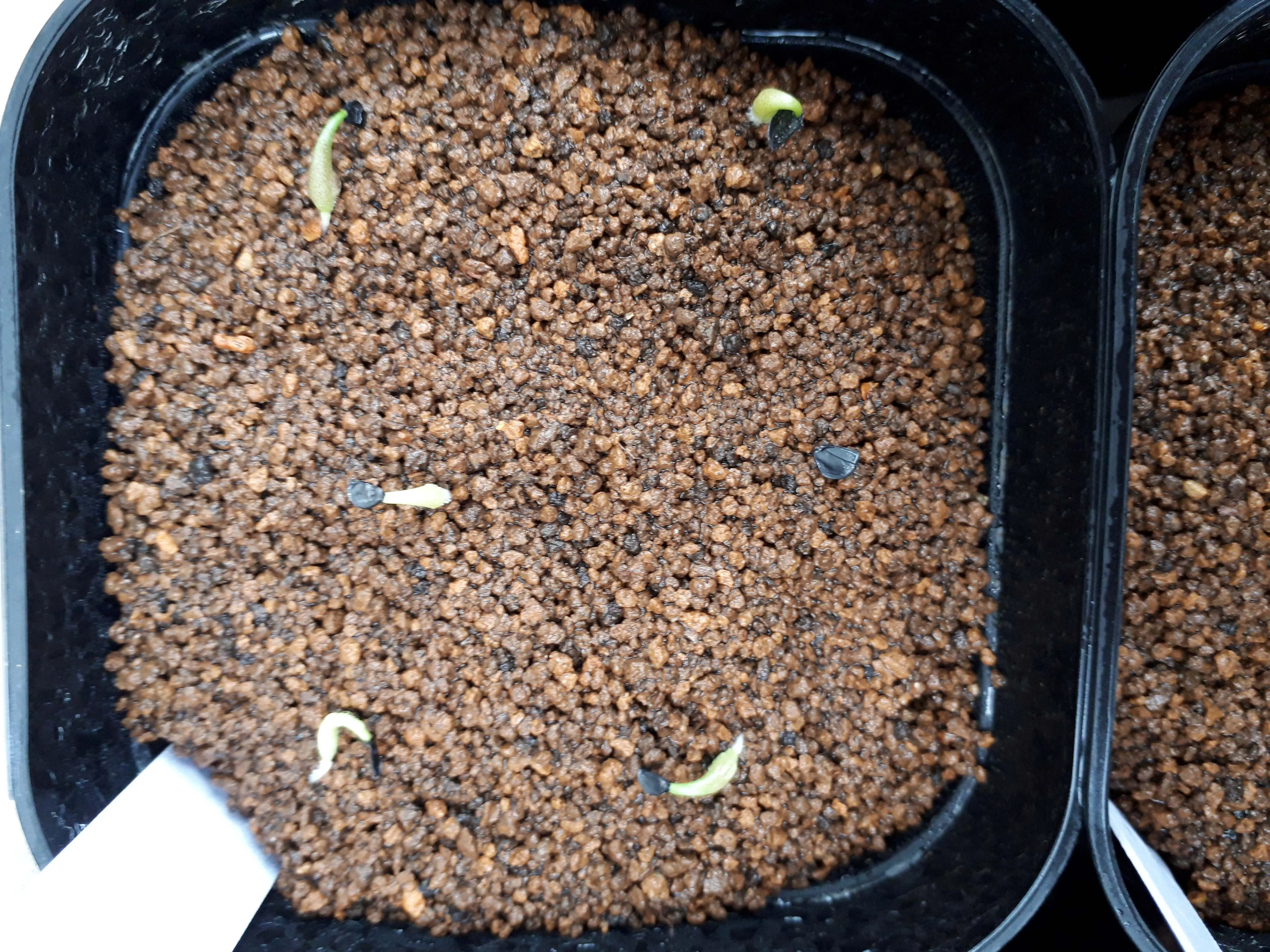 Agave oteroi (アガベ オテロイ)