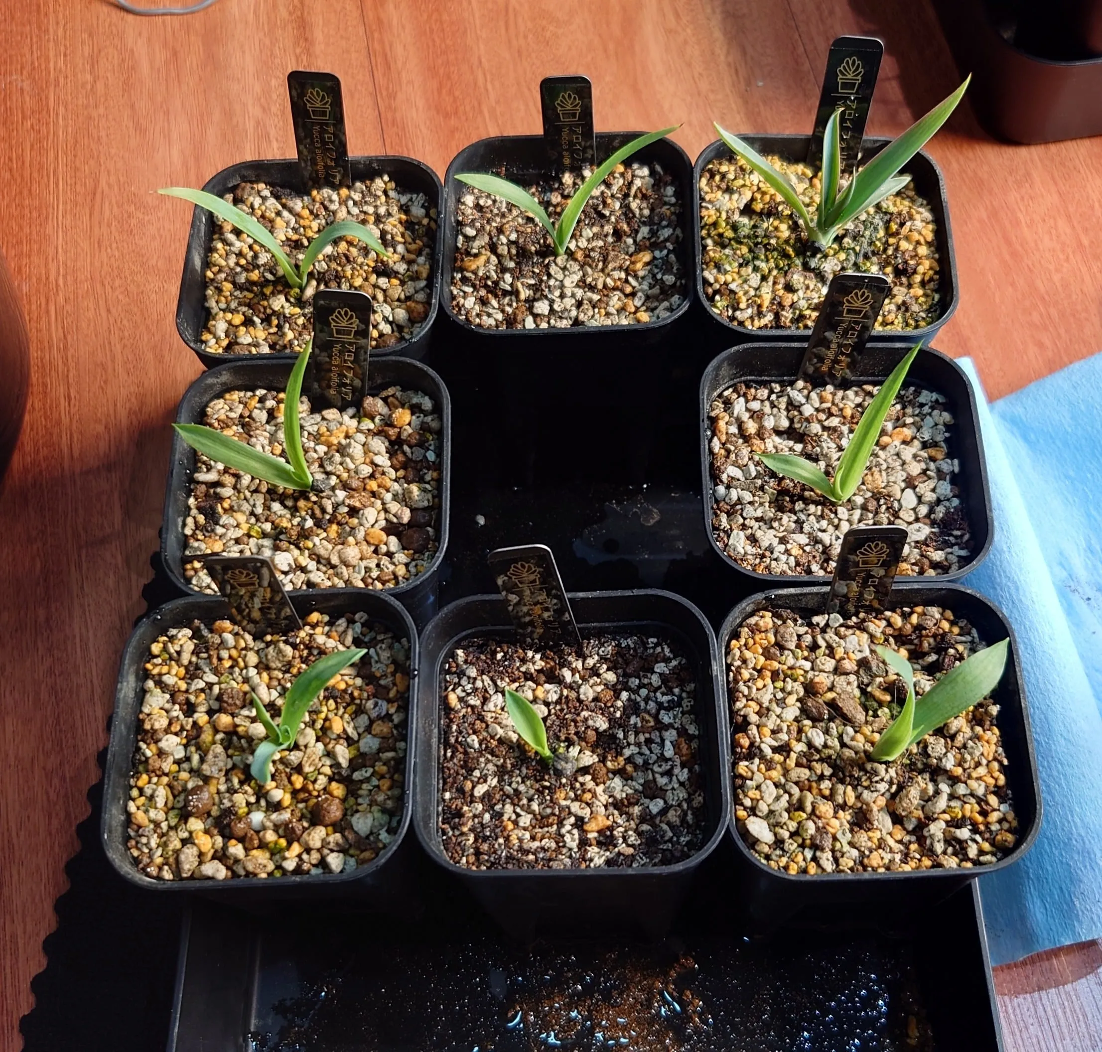 Yucca aloifolia (ユッカ アロイフォリア)