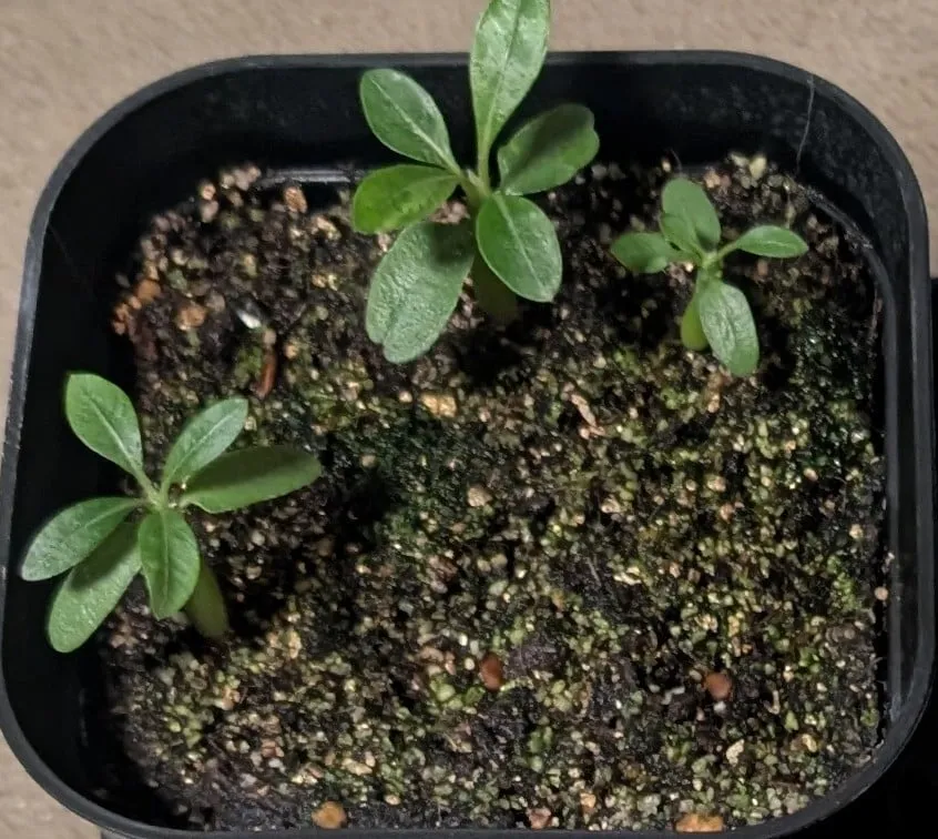 Pachypodium brevicaule subsp. brevicaule (パキポディウム ブレビカウレ)