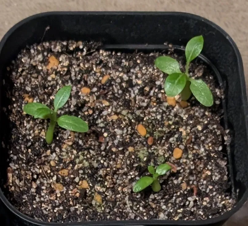 Pachypodium densiflorum var. brevicalyx (パキポディウム ブレビカリックス)