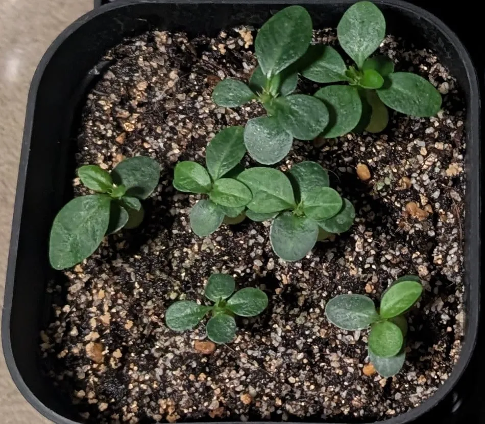 Pachypodium succulentum (パキポディウム サキュレンタム 天馬空)