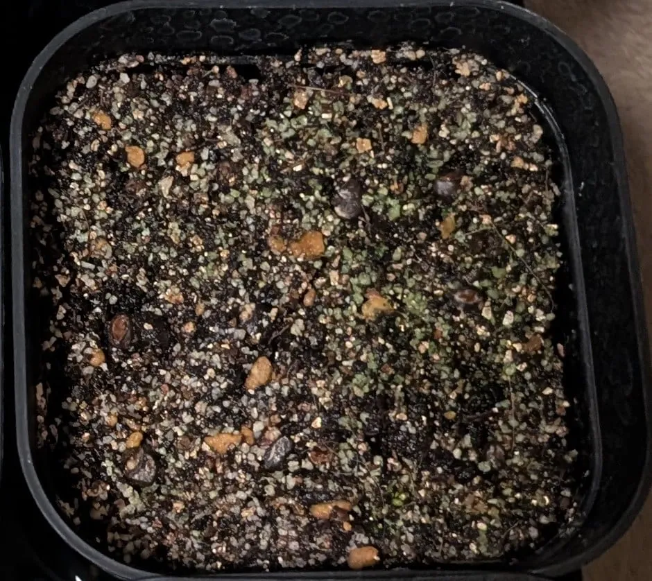 Operculicarya pachypus (オペルクリカリア パキプス)