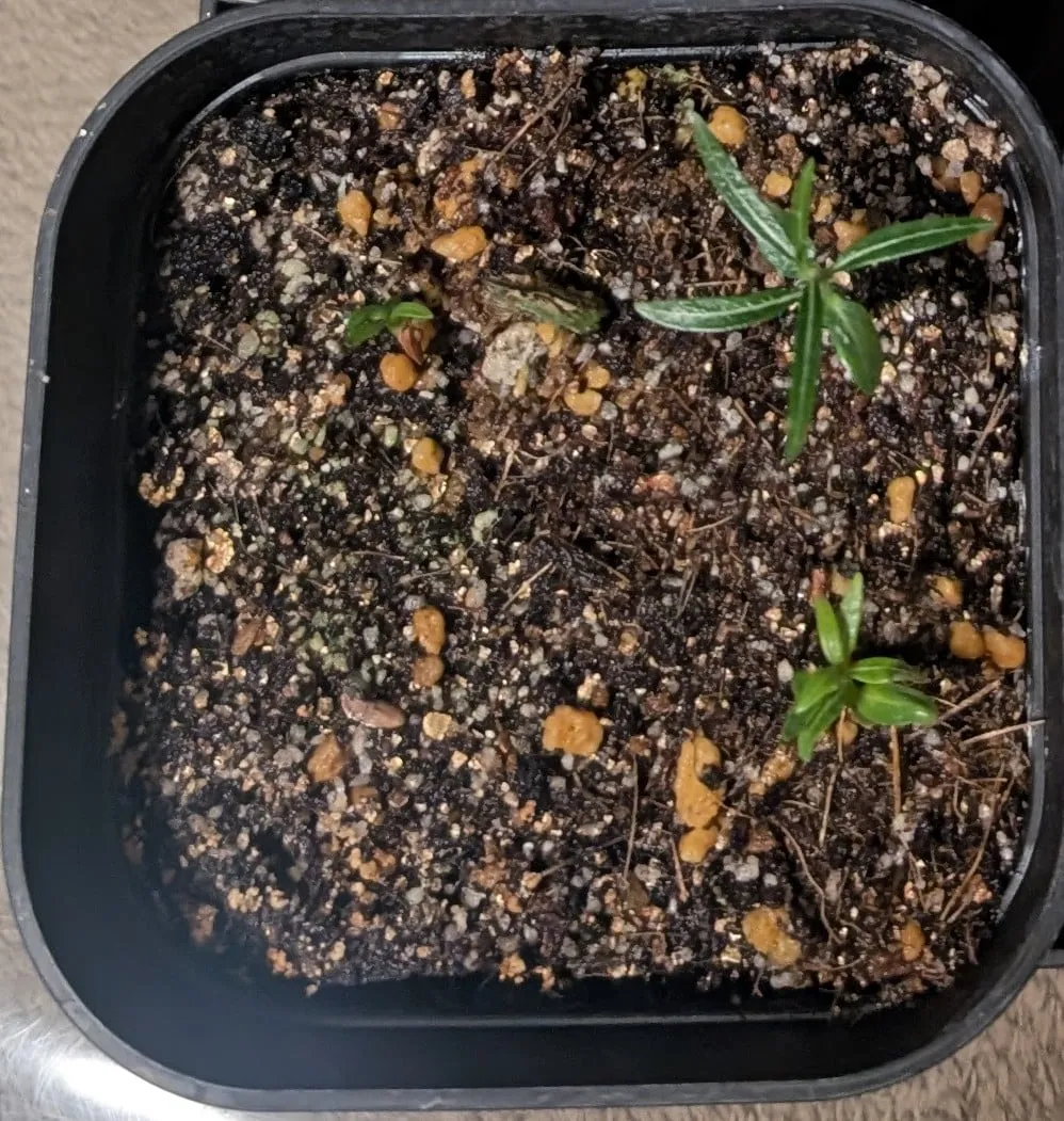 Pachypodium rosulatum var. gracilius (パキポディウム グラキリス)