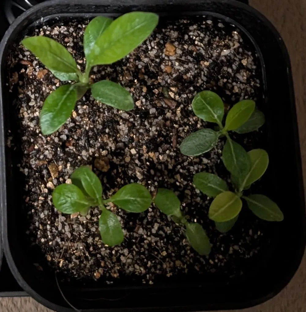 Pachypodium rosulatum var. eburneum (パキポディウム エブレネウム)