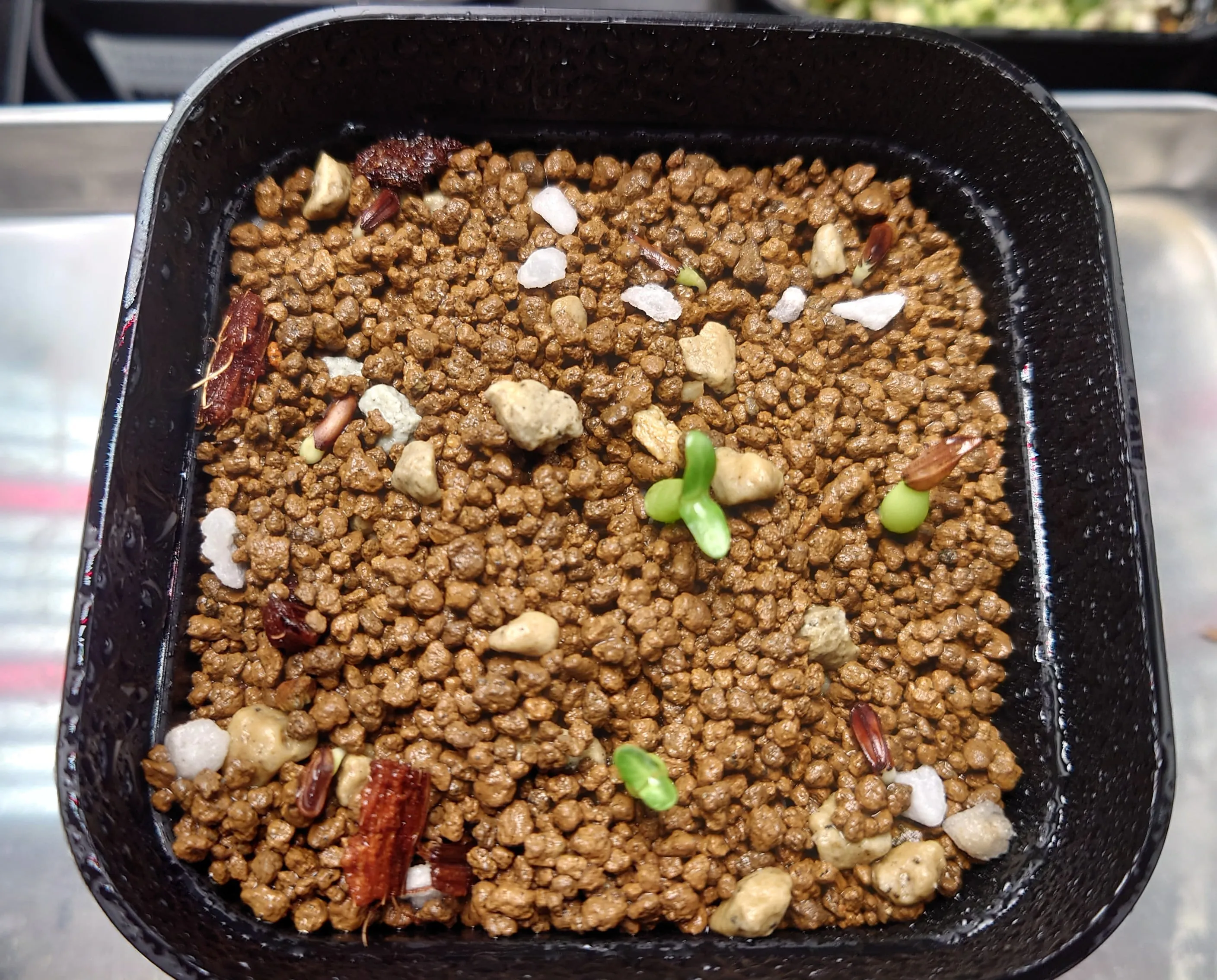 Pachypodium rosulatum var. gracilius (パキポディウム グラキリス)