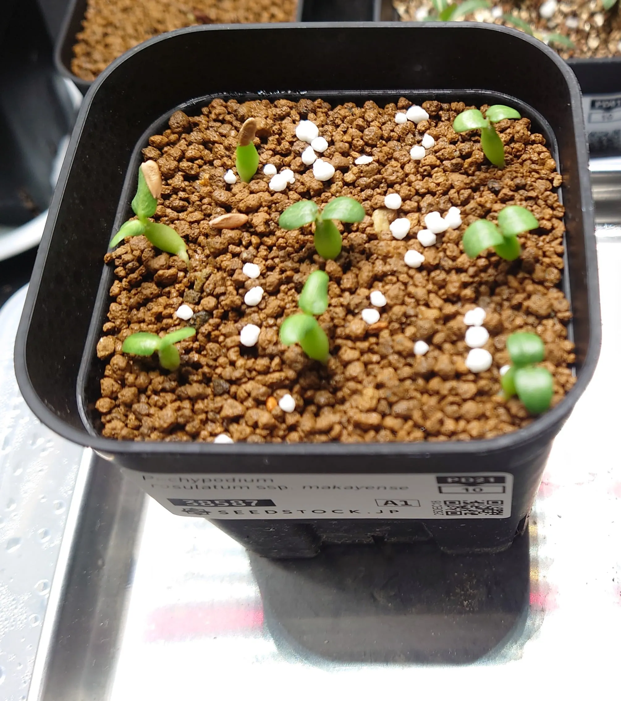 Pachypodium rosulatum subsp. makayense (パキポディウム マカイエンセ)