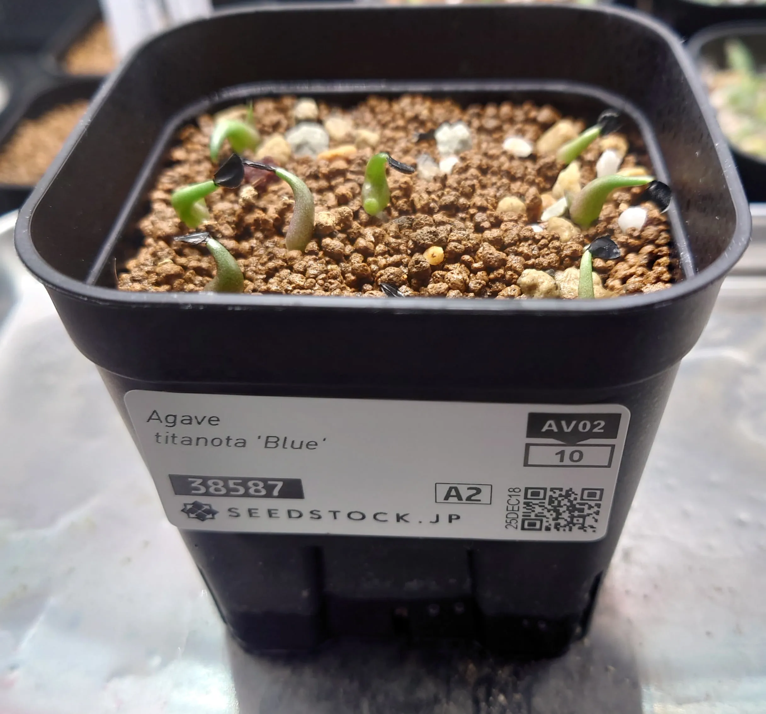 Agave titanota 'Blue' (アガベ チタノタブルー)